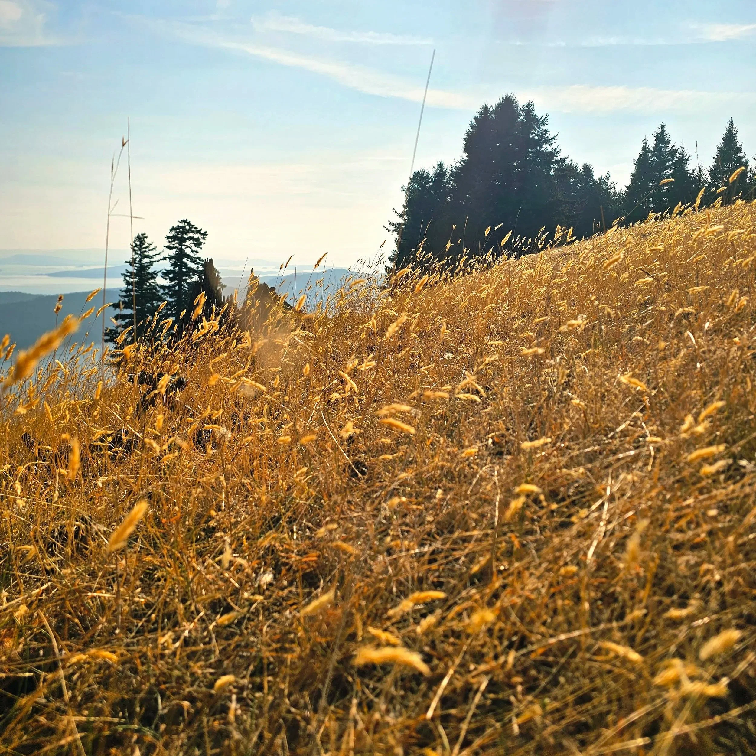 Golden grass covering hillside with trees in the background under a blue sky.