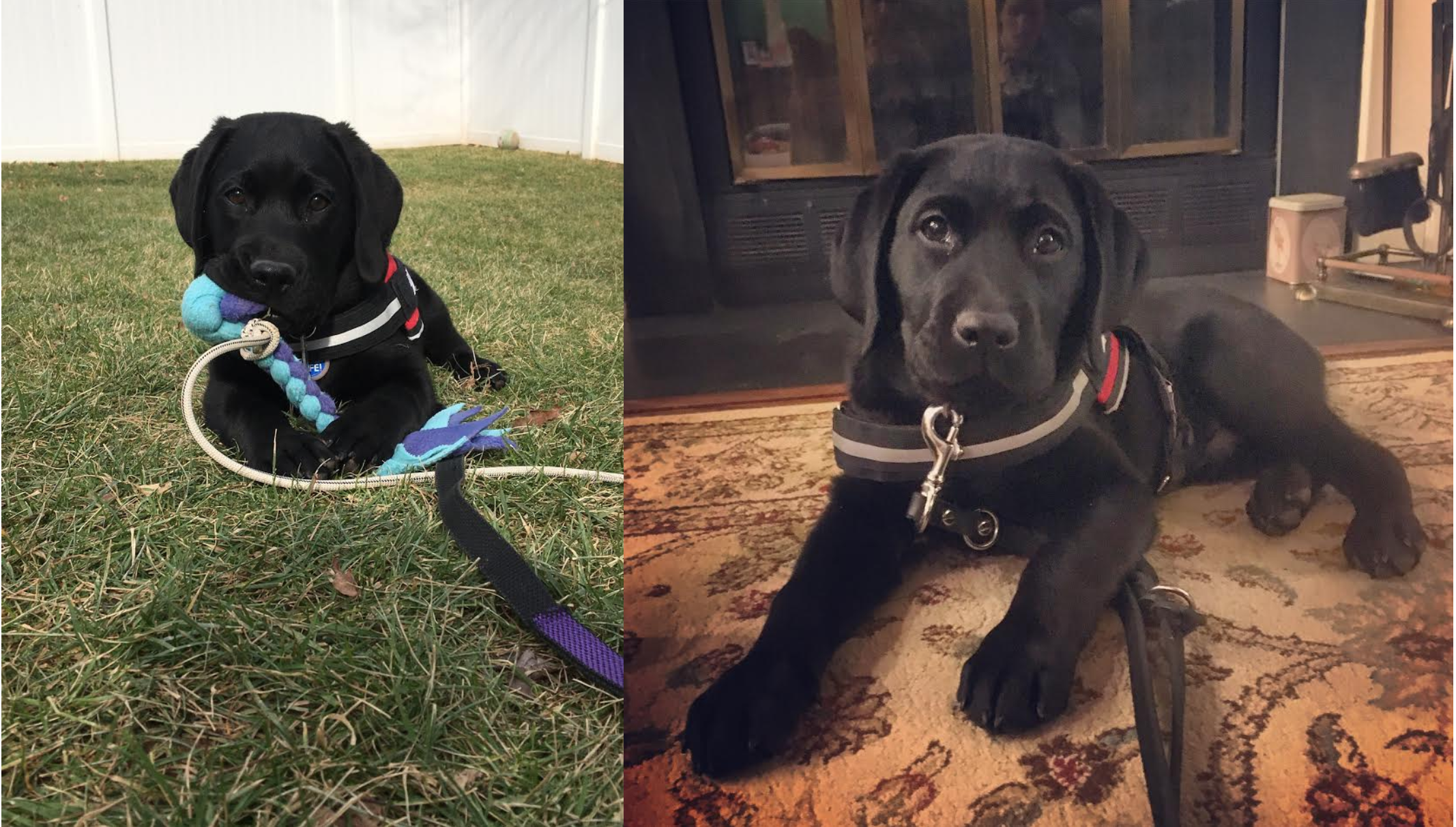 A black puppy with a leash and harness, lying on a patterned carpet inside, looking at the camera, with a fireplace in the background.