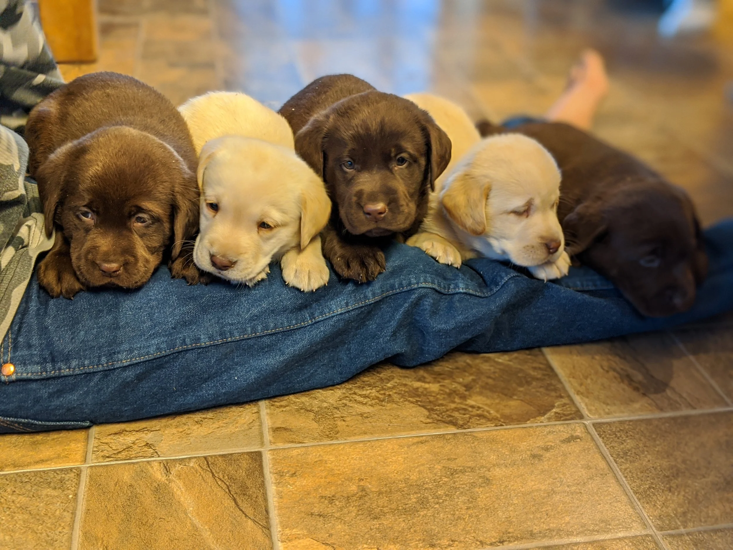 Cuddle buddy or service dog?