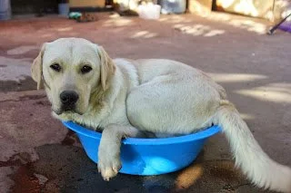 Summer and service dogs