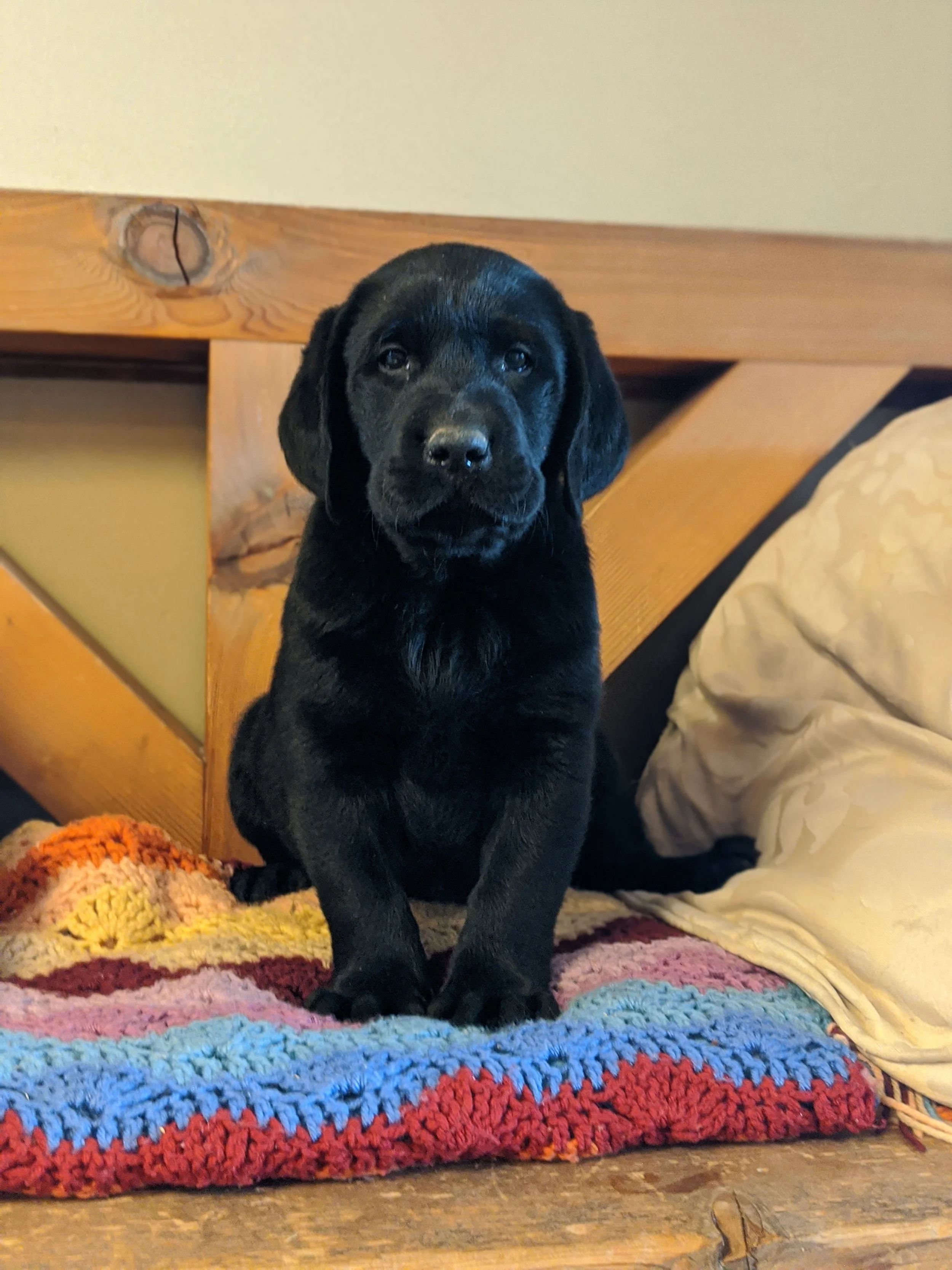 When puppy comes home: Intro