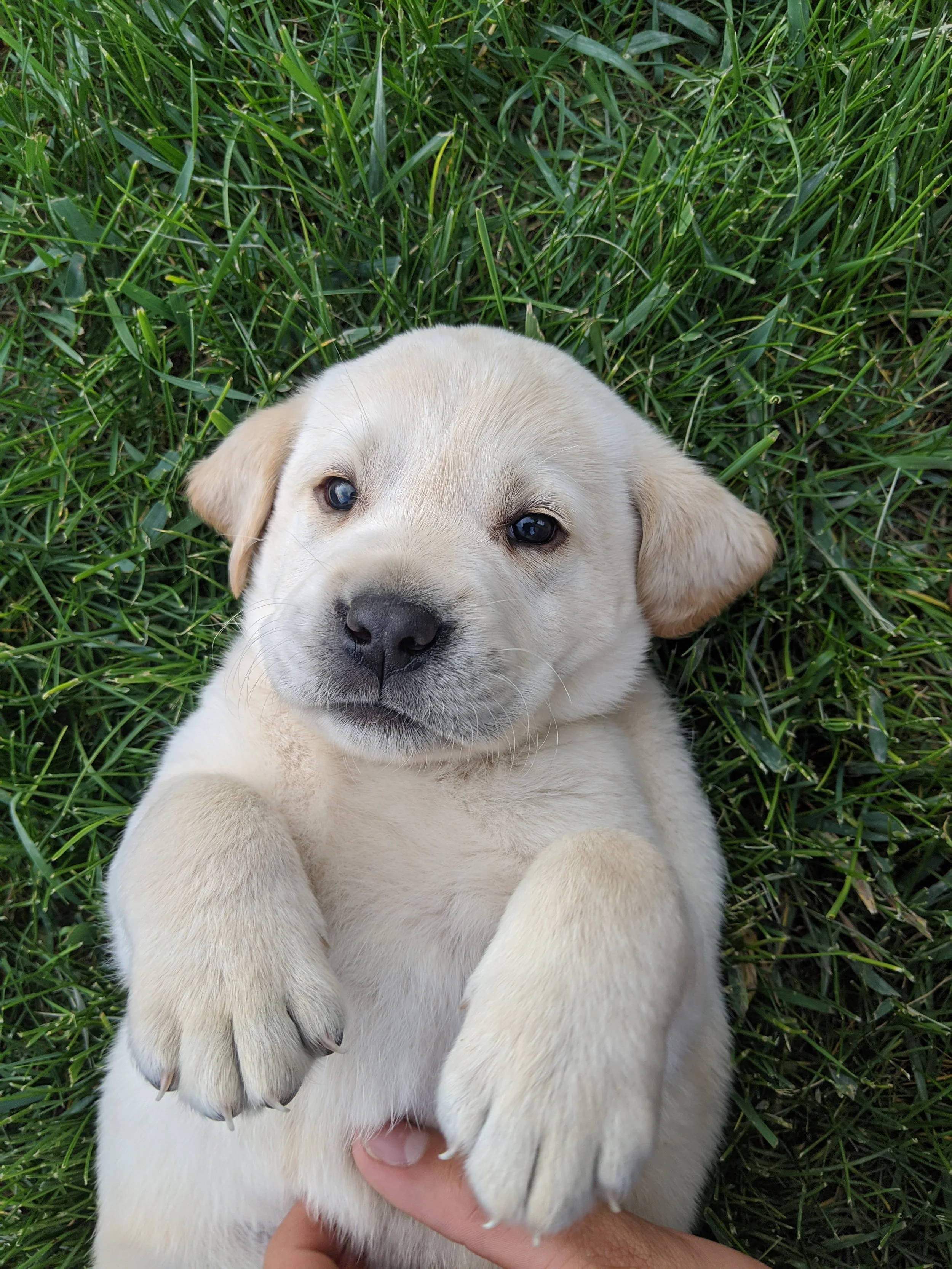 When Puppy Comes Home-- Potty Training