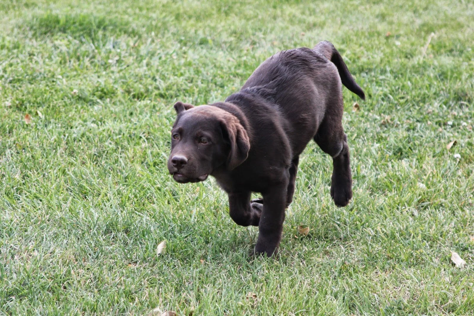 When Puppy Comes Home-- Exercise