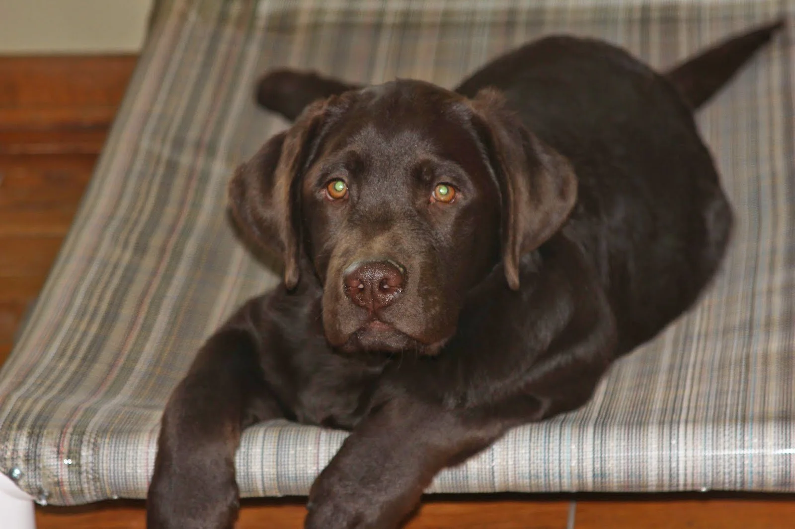 When Puppy Comes Home-- Sleeping and Place