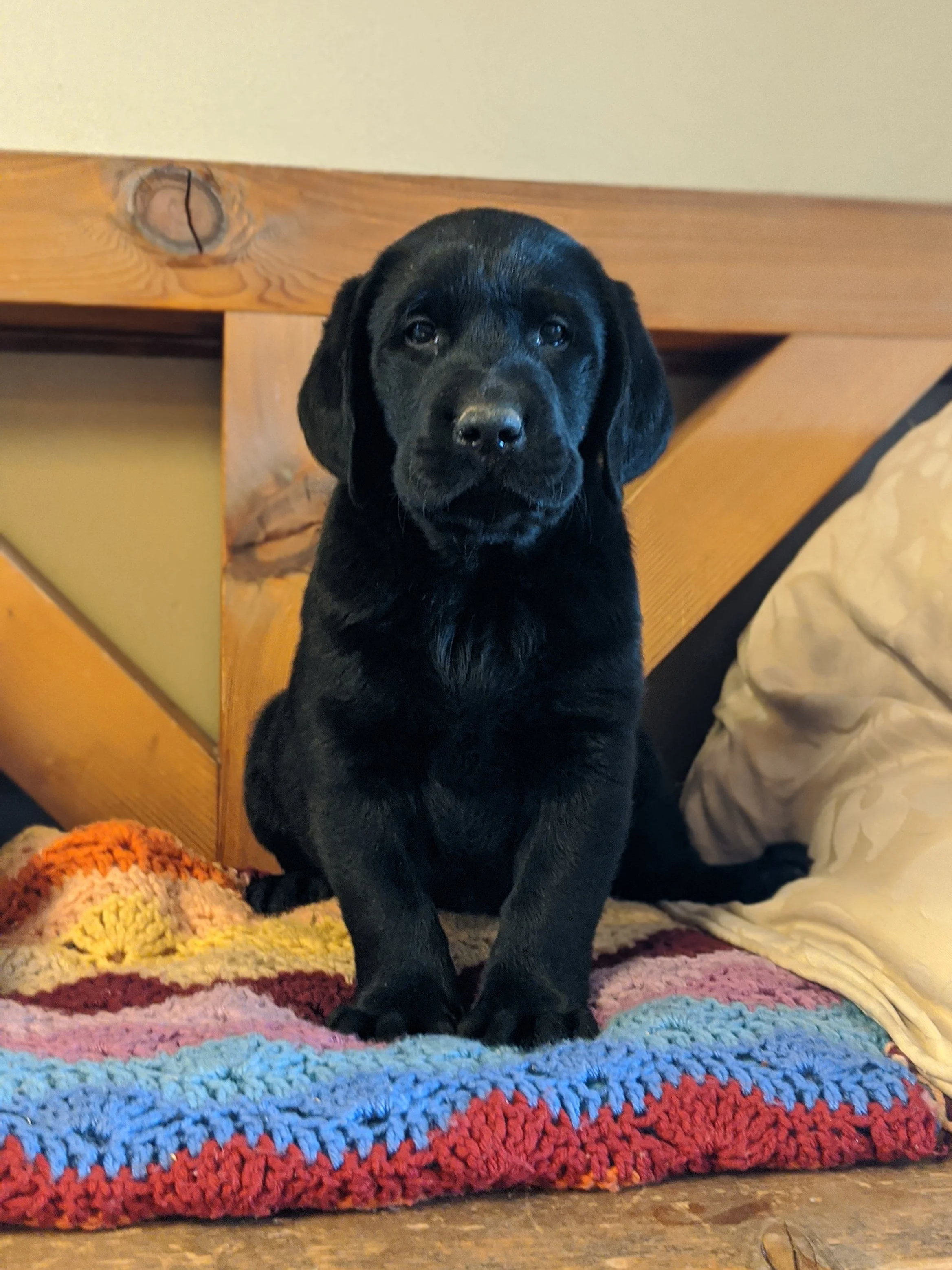 A black puppy sitting on a colorful crocheted blanket in front of a wooden piece of furniture and a beige pillow.