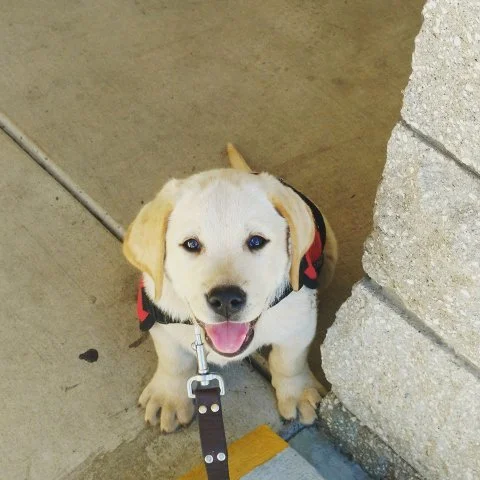 Adorable yellow Labrador puppy with a red and black harness sitting on a concrete sidewalk next to a brick wall.