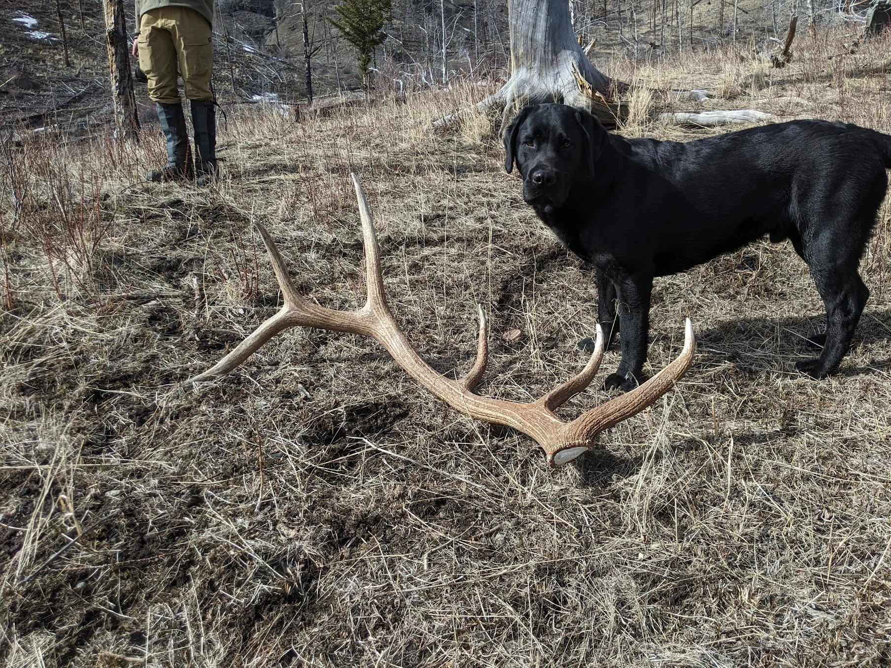 Black dog standing in a dry, grassy forest clearing near a large elk antler on the ground, with a person in outdoor gear nearby.