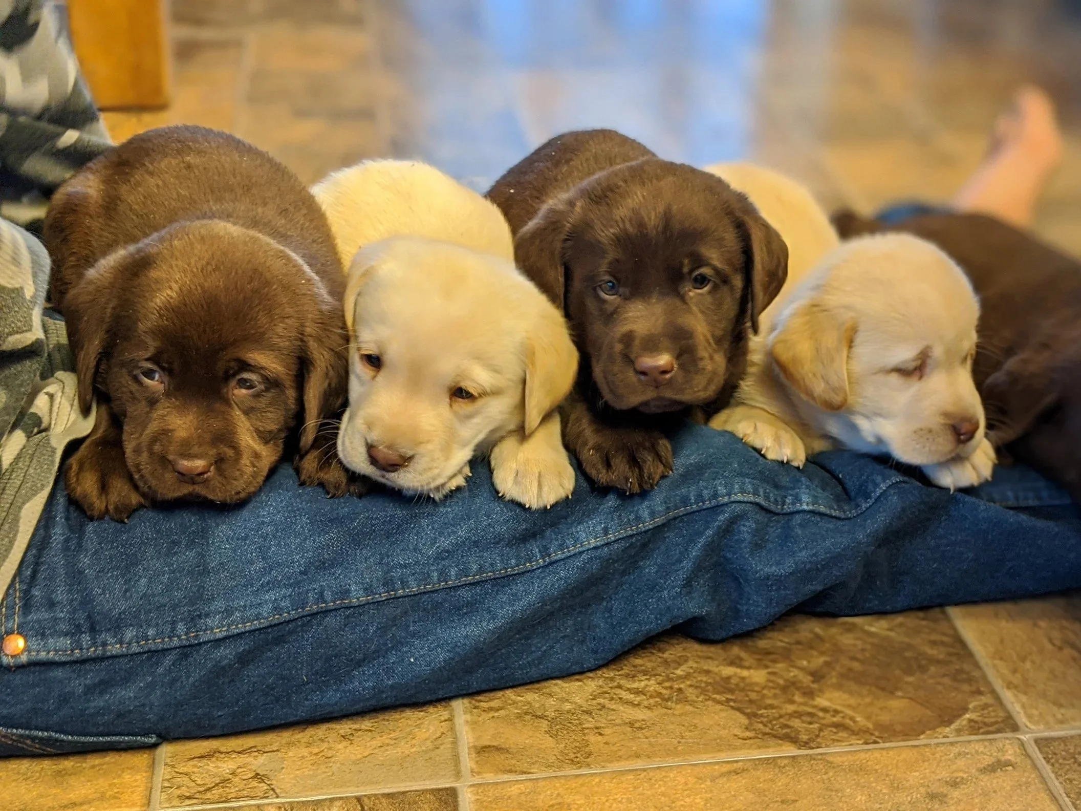 Six adorable Labrador Retriever puppies lying on a person's lap, with three puppies facing forward and three puppies with closed eyes resting, on a tiled floor.