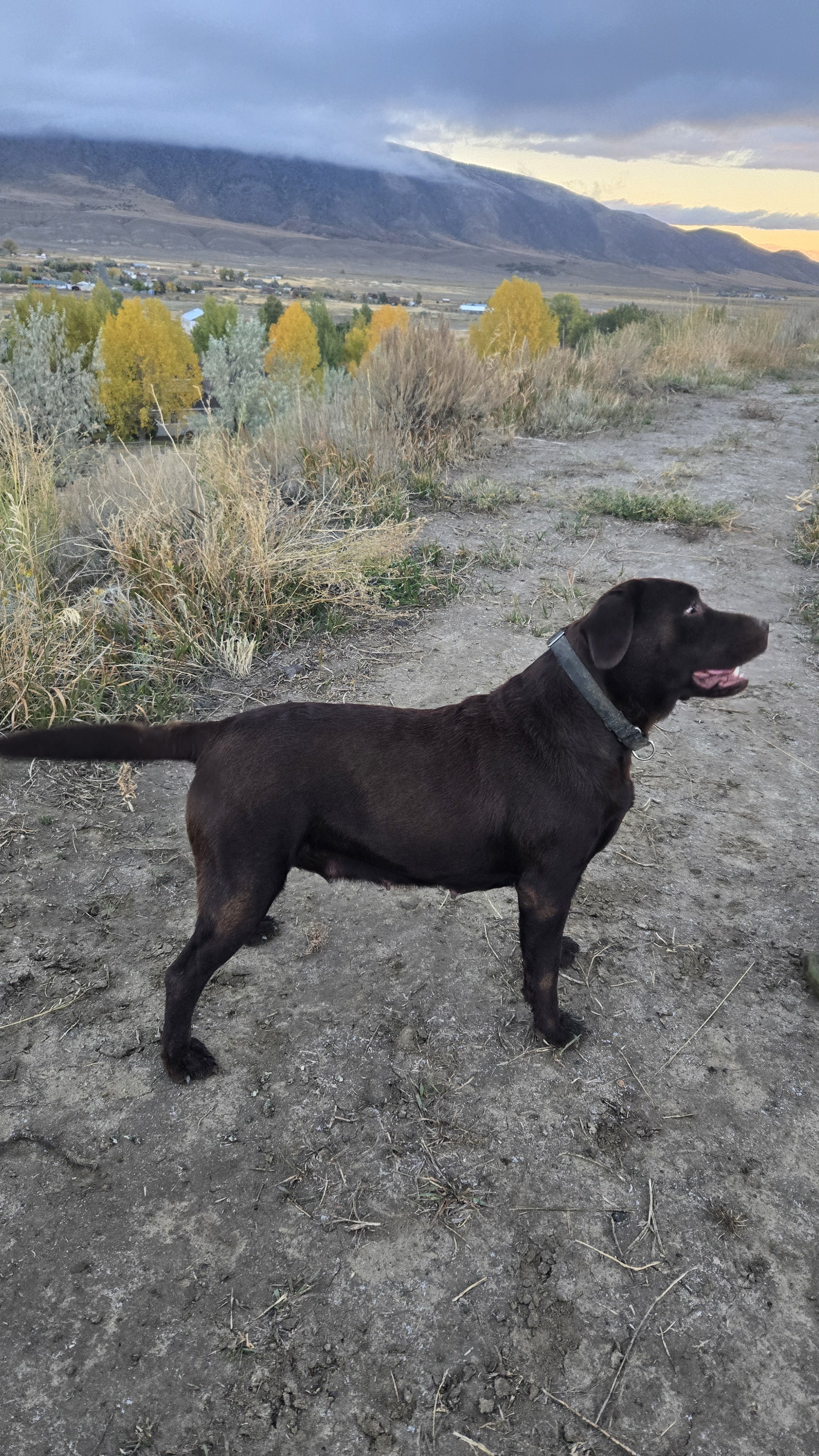 A brown dog standing on a dirt path with mountains and trees showing fall foliage in the background during sunset.