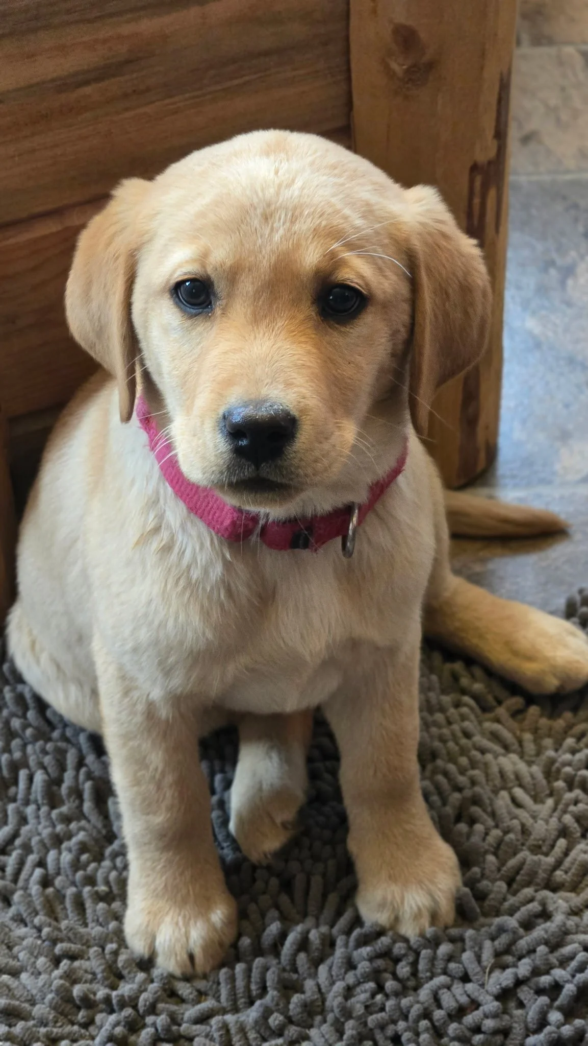 A yellow Labrador Retriever puppy sitting on a textured gray rug indoors, looking at the camera, with a pink collar around its neck.
