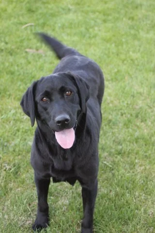 A black dog standing on green grass with its tongue out.