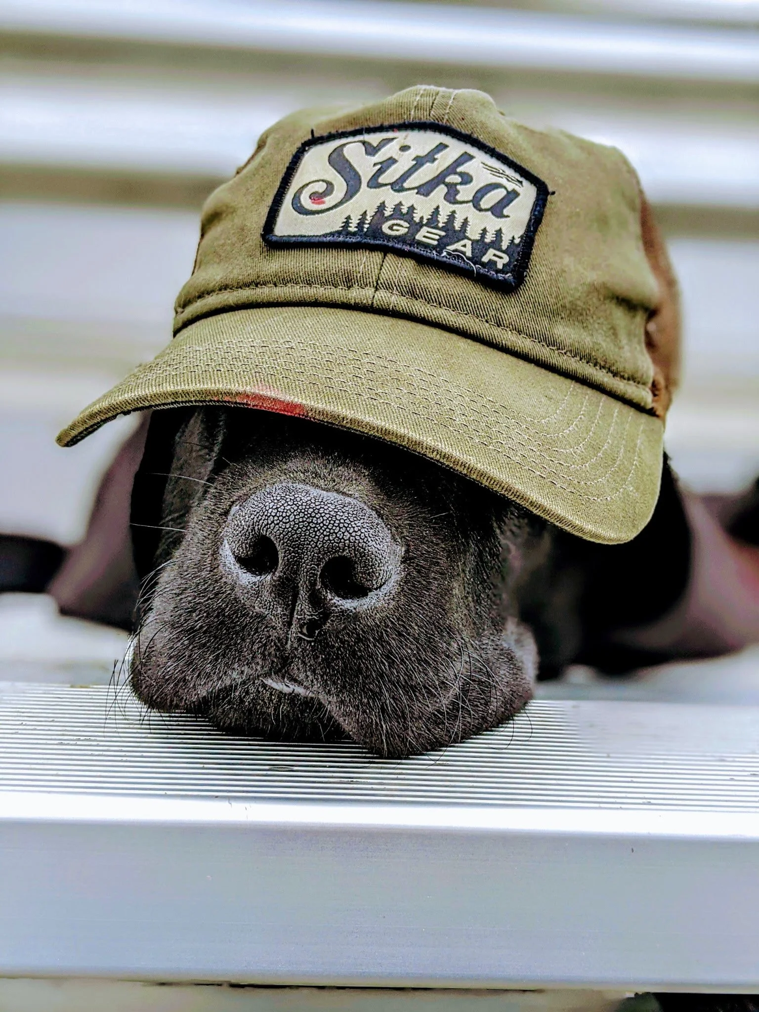A black dog with a closed eyes and a large nose, lying on a surface, wearing a tan cap with a logo that says 'Sierra Gear' with trees and mountains.