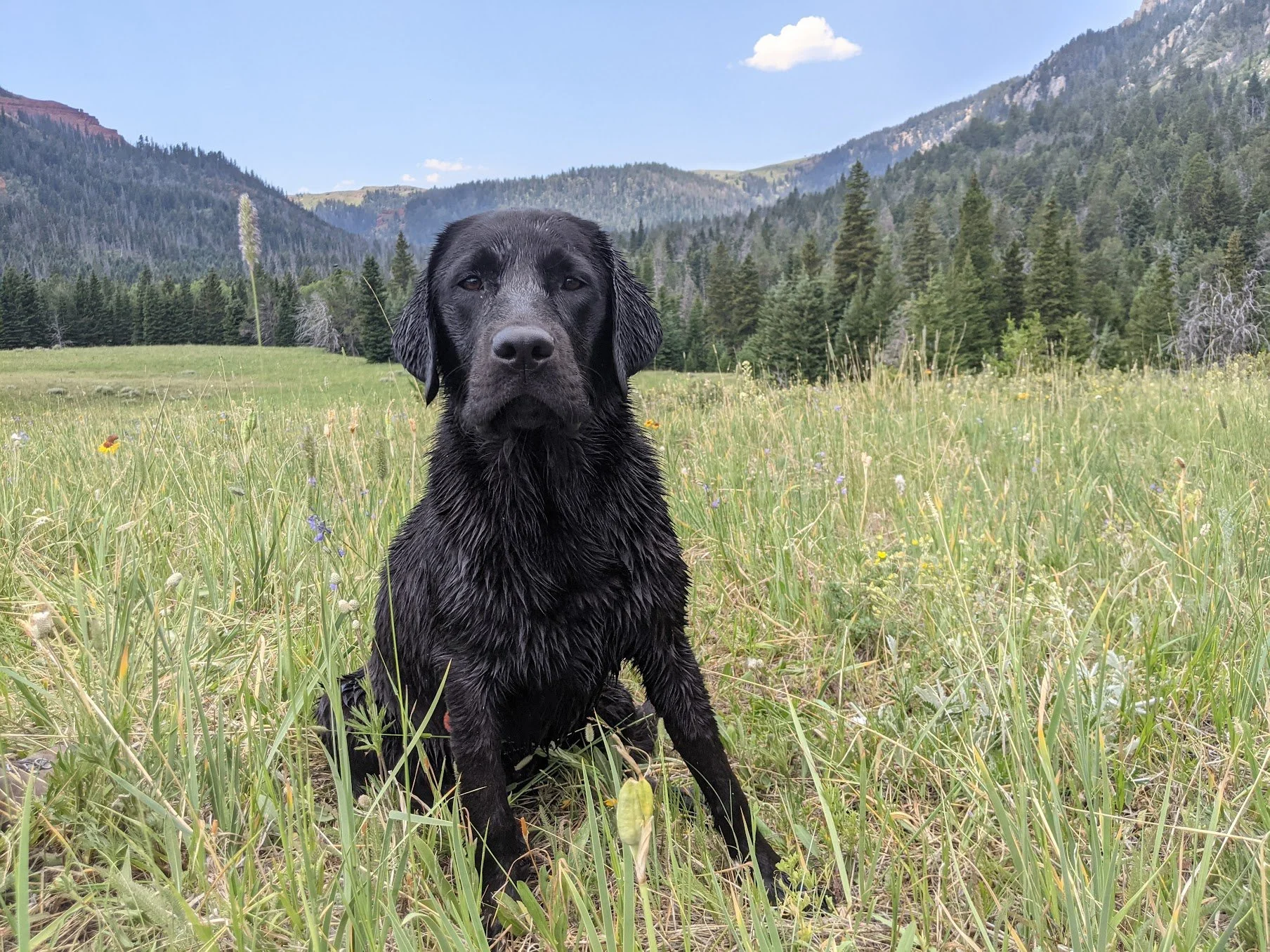 A black Labrador retriever dog sitting in a grassy meadow with mountains and evergreen trees in the background.