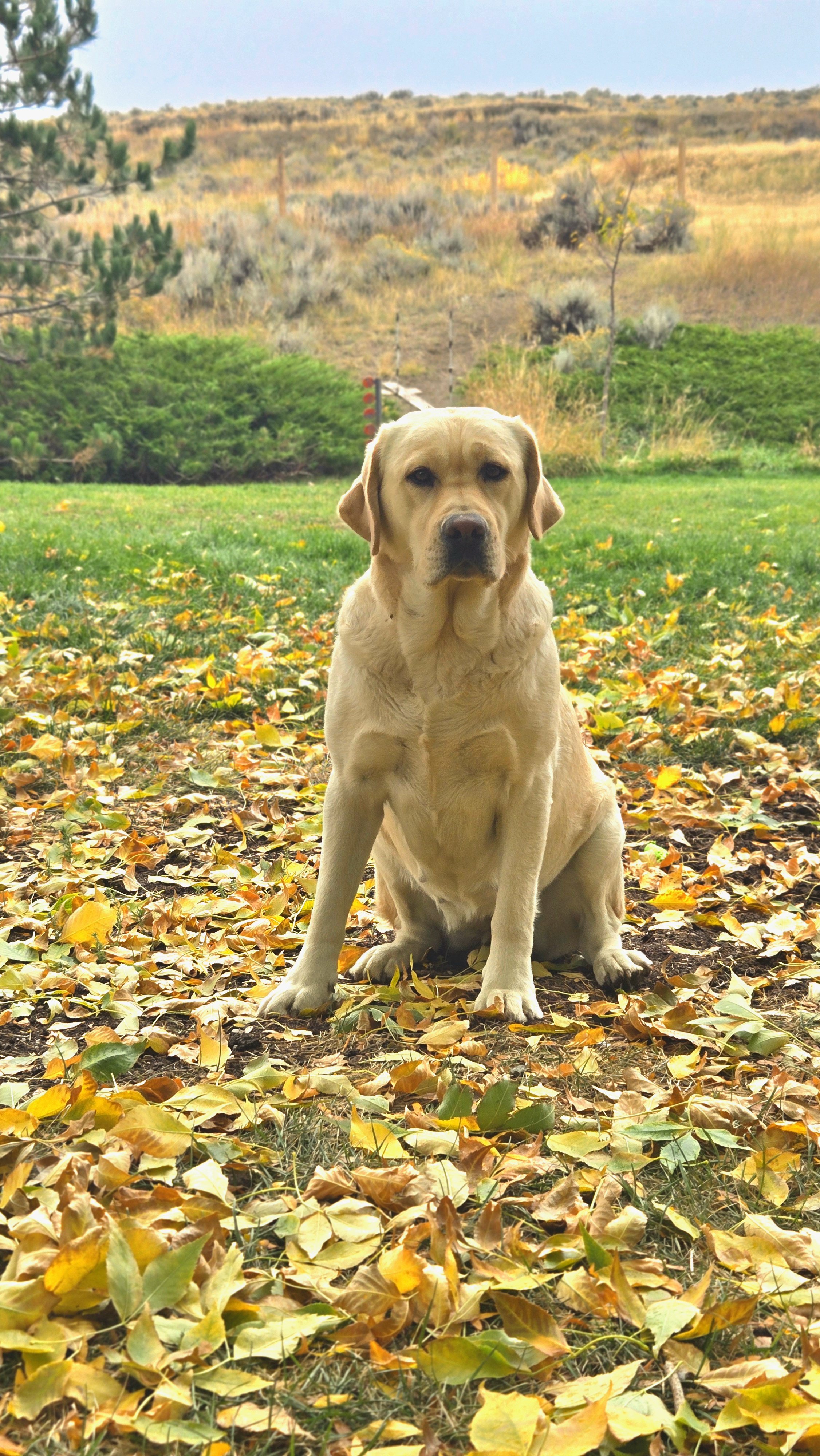 A yellow labrador retriever sitting on a leaf-covered ground outdoors with trees and hills in the background.
