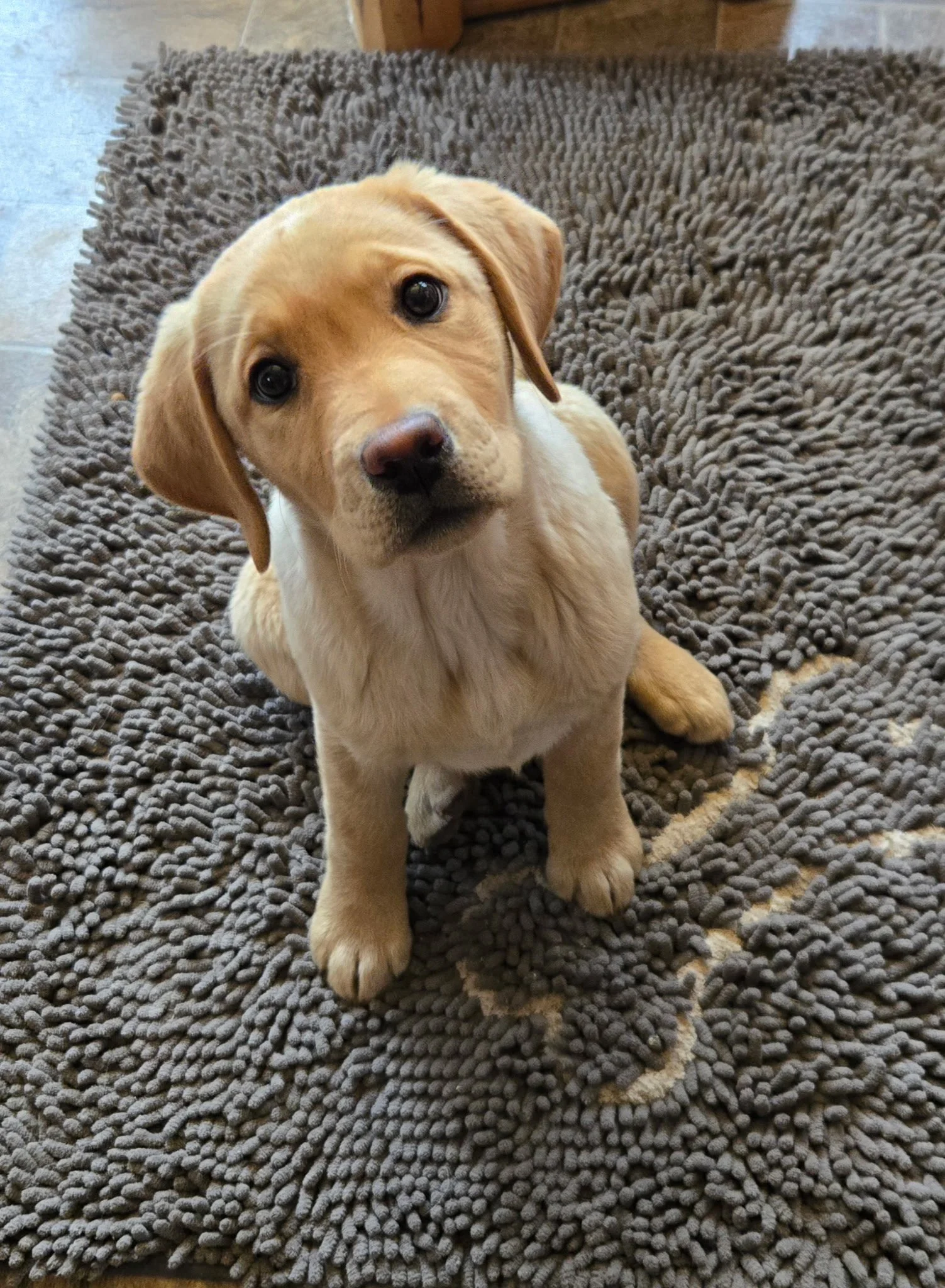 A tan and white puppy sitting on a textured gray blanket on a wooden floor, looking up at the camera.