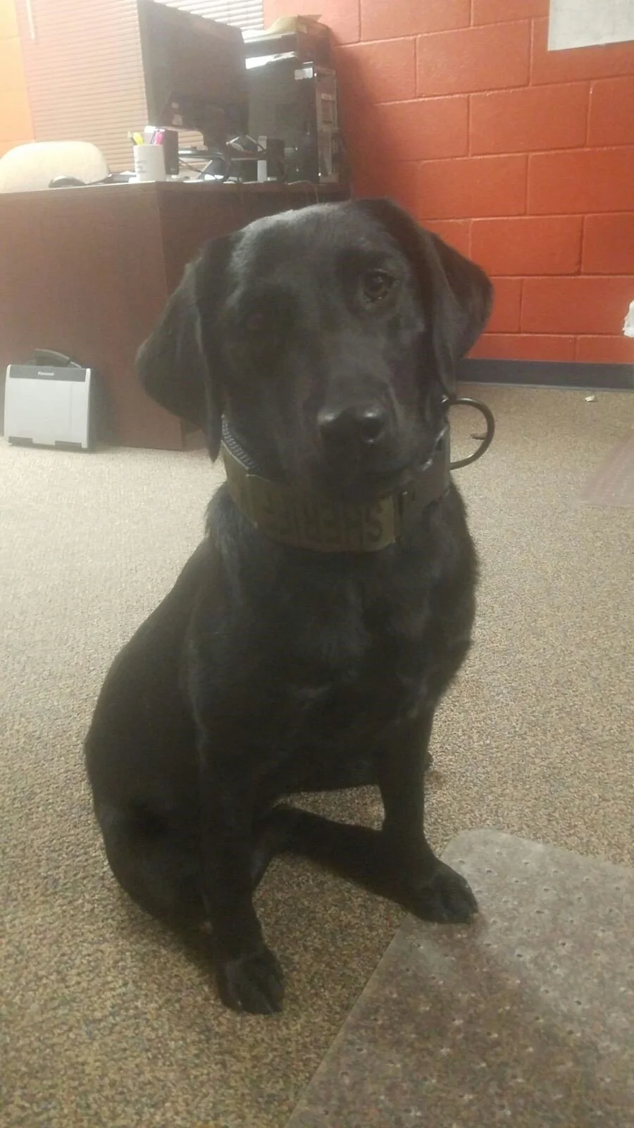 Black Labrador retriever dog sitting on office carpet, wearing a patterned collar, in a workspace with a red brick wall, desk, computer, and office supplies in the background.
