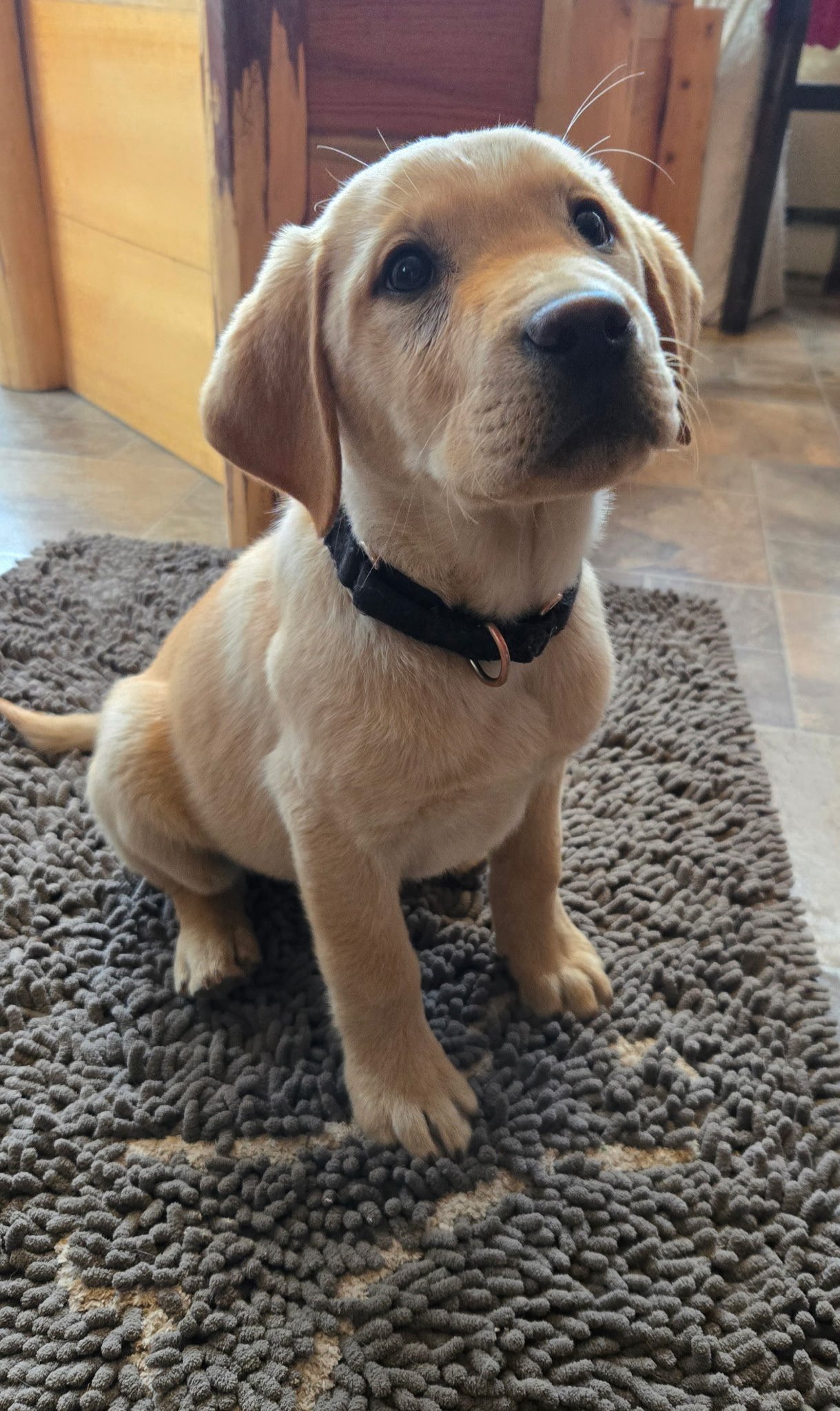A cute yellow Labrador Retriever puppy sitting on a textured gray rug inside a house, looking up with a curious expression.