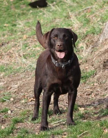A happy black Labrador Retriever standing outdoors on grassy terrain with a tree trunk nearby.
