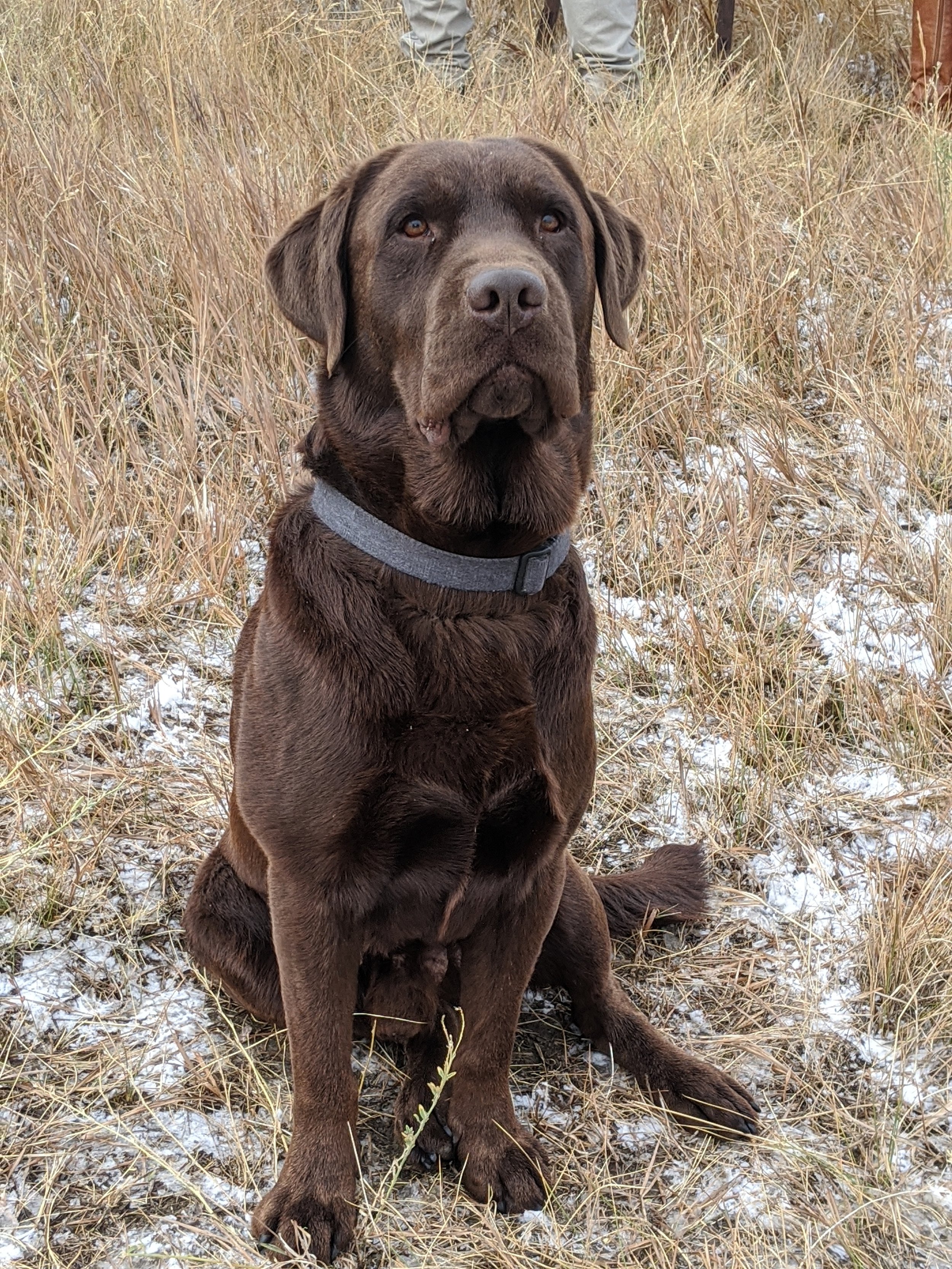 A chocolate Labrador retriever sitting on a grassy field with patches of snow, wearing a gray collar.
