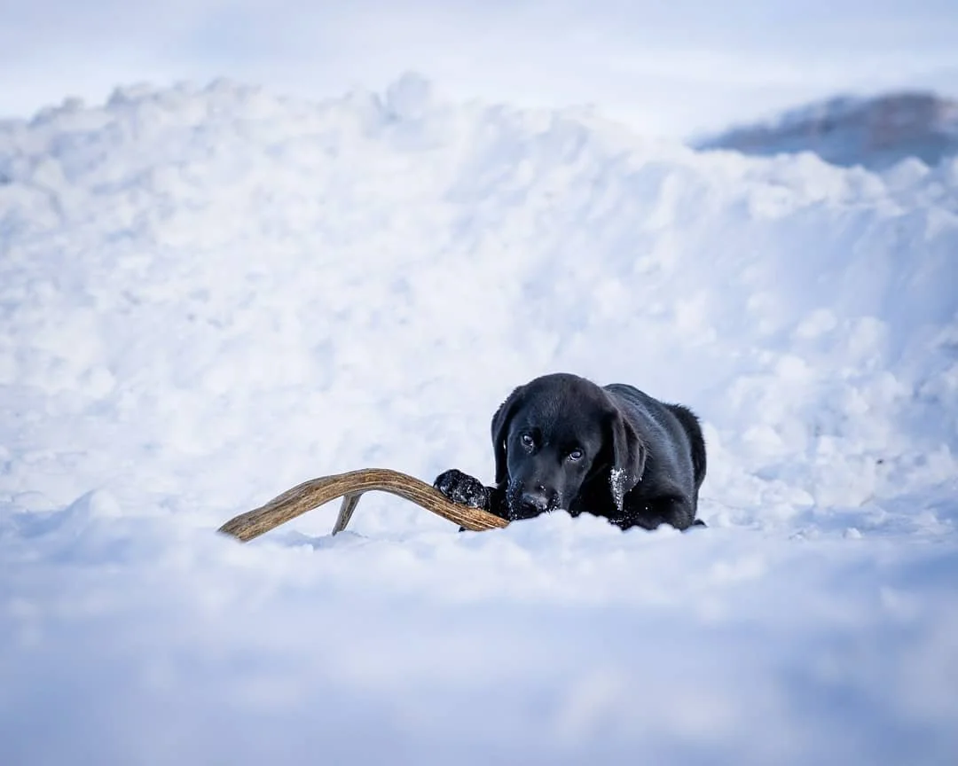 A black Labrador puppy playing with a stick in the snow.