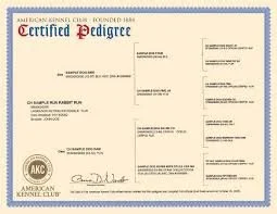 Certificate of pedigree from the American Kennel Club.