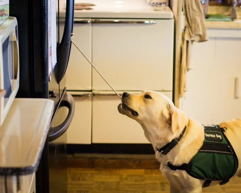 DADS_Bailey_holds_monkey_fist_ball_in_his_mouth_attached_to_fridge_as_he_goes_for_juice_on_command_-_photo_by_Virginia_Lazar.jpg