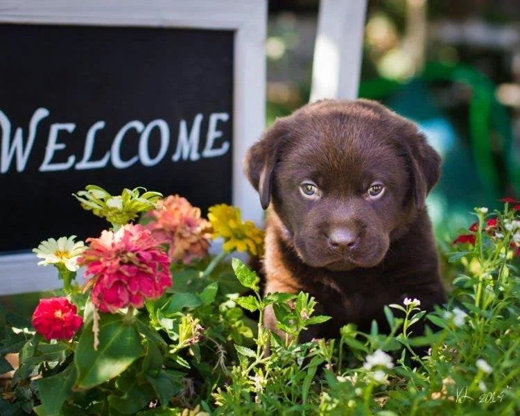 website-welcome-pup.jpg