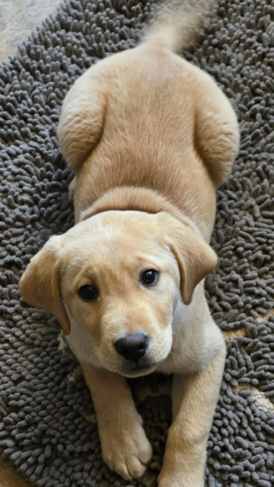 Adorable yellow Labrador puppy sitting on a textured gray rug, looking up at the camera with big, soulful eyes.
