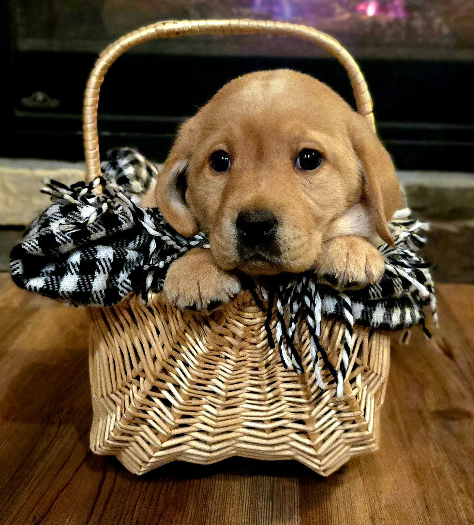 A cute puppy with a tan coat resting its head and paws on the edge of a small woven basket, which is lined with black and white checkered fabric, in front of a brick fireplace.
