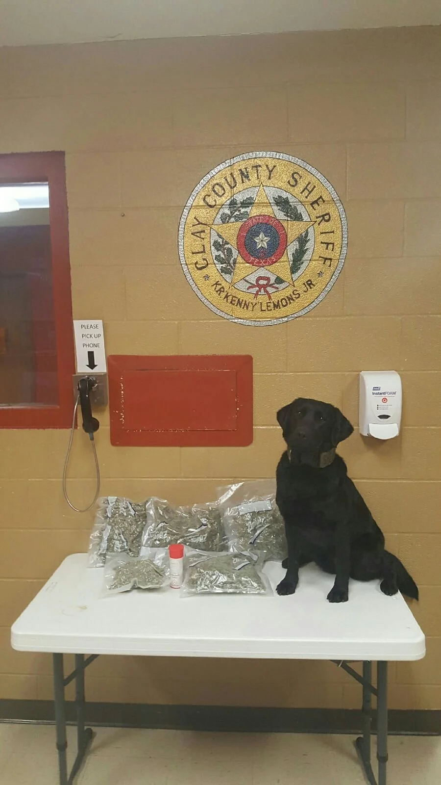 A black dog sitting on a white table with plastic bags filled with herbs or plants. The background has a beige wall with a Clay County Sheriff badge and a sign that says 'Please Pick Up Phone.' There is a red window frame on the wall and a handset attached to the wall.