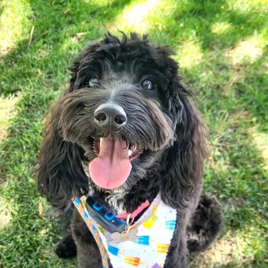 Happy black and gray dog with long ears, wearing a white bandana with colorful popsicle print, sitting on green grass with a tennis ball and shadow in the background.