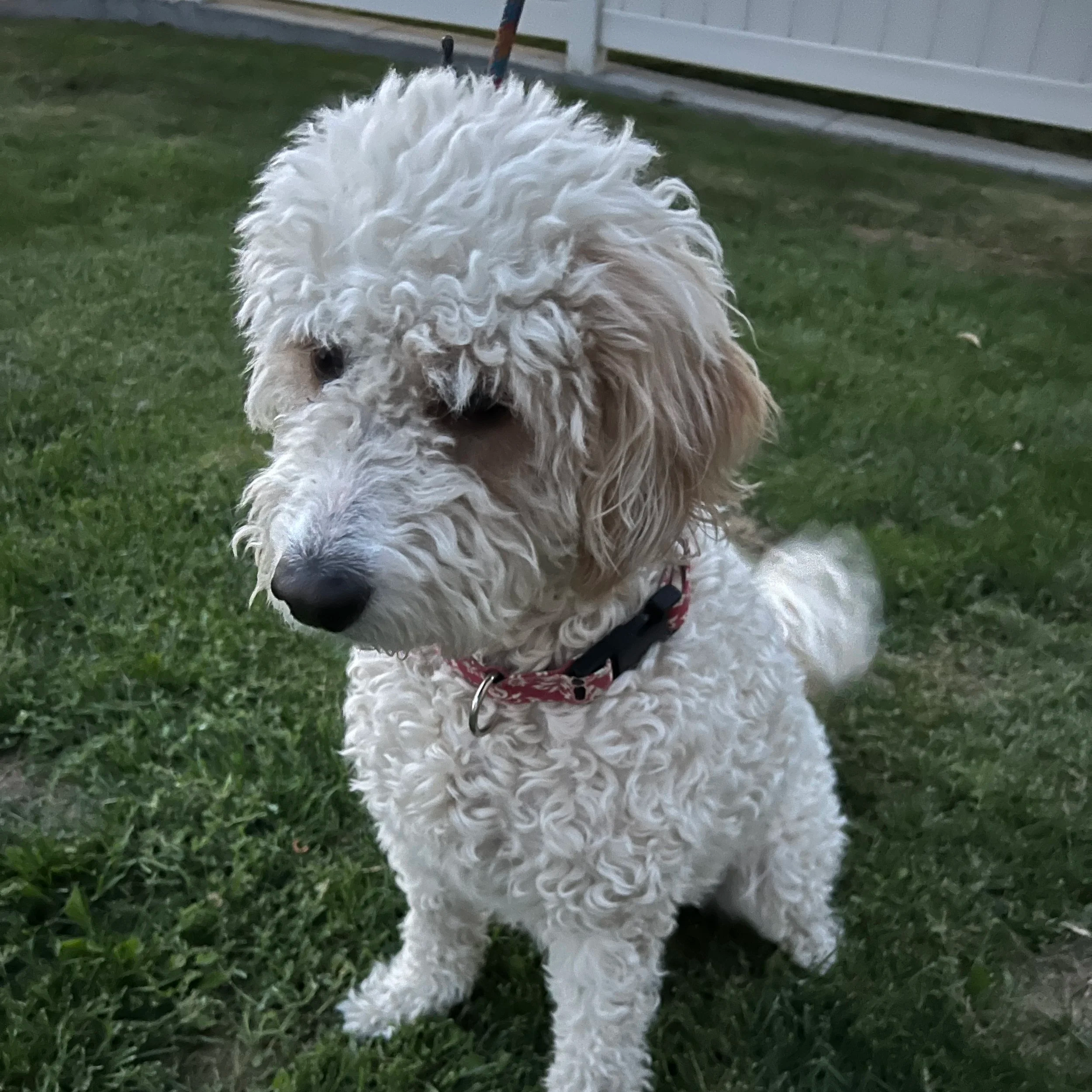 A fluffy white curly-haired dog sitting on green grass near a white fence. 