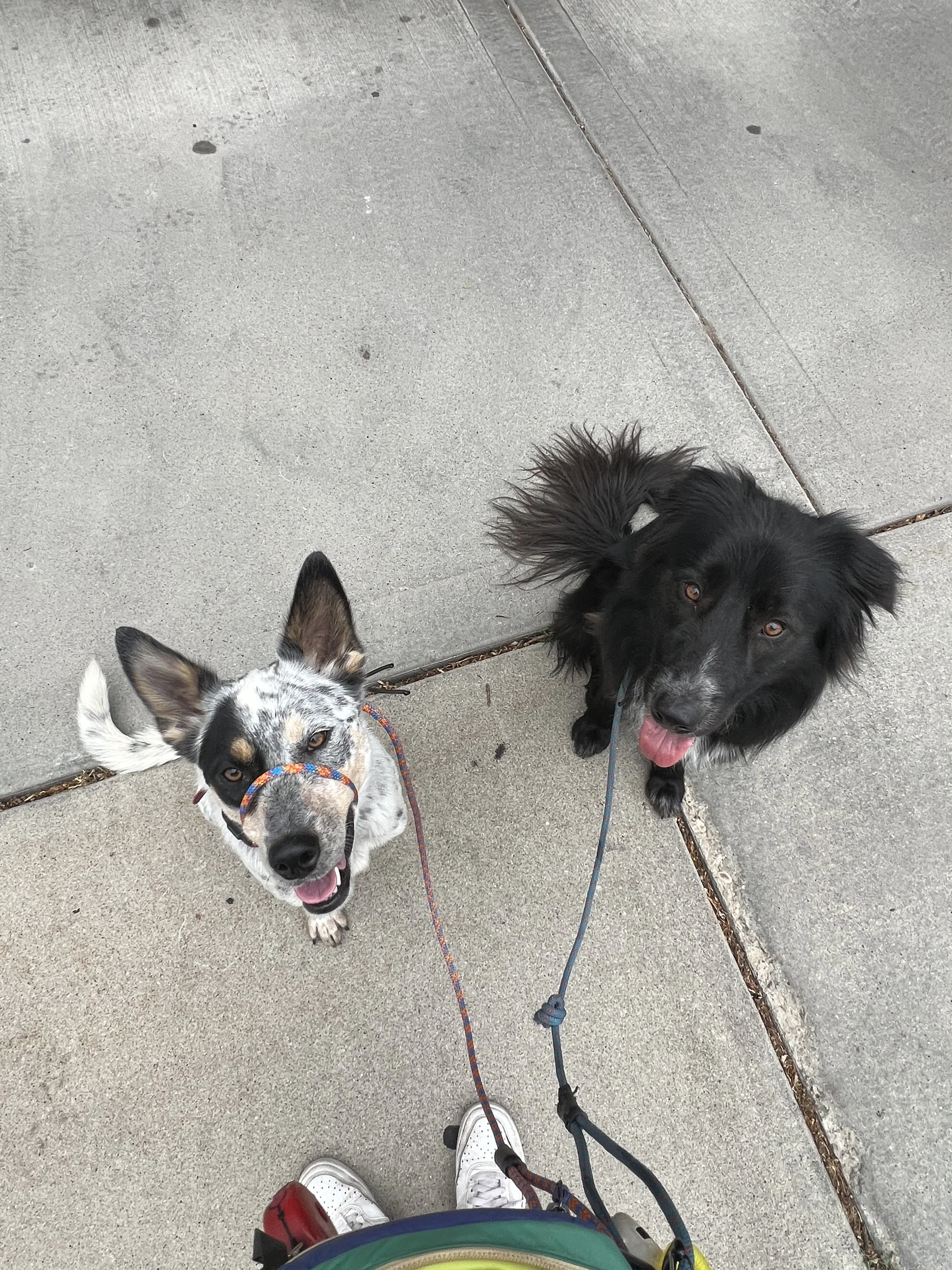 Dog Walking, Biking, Running