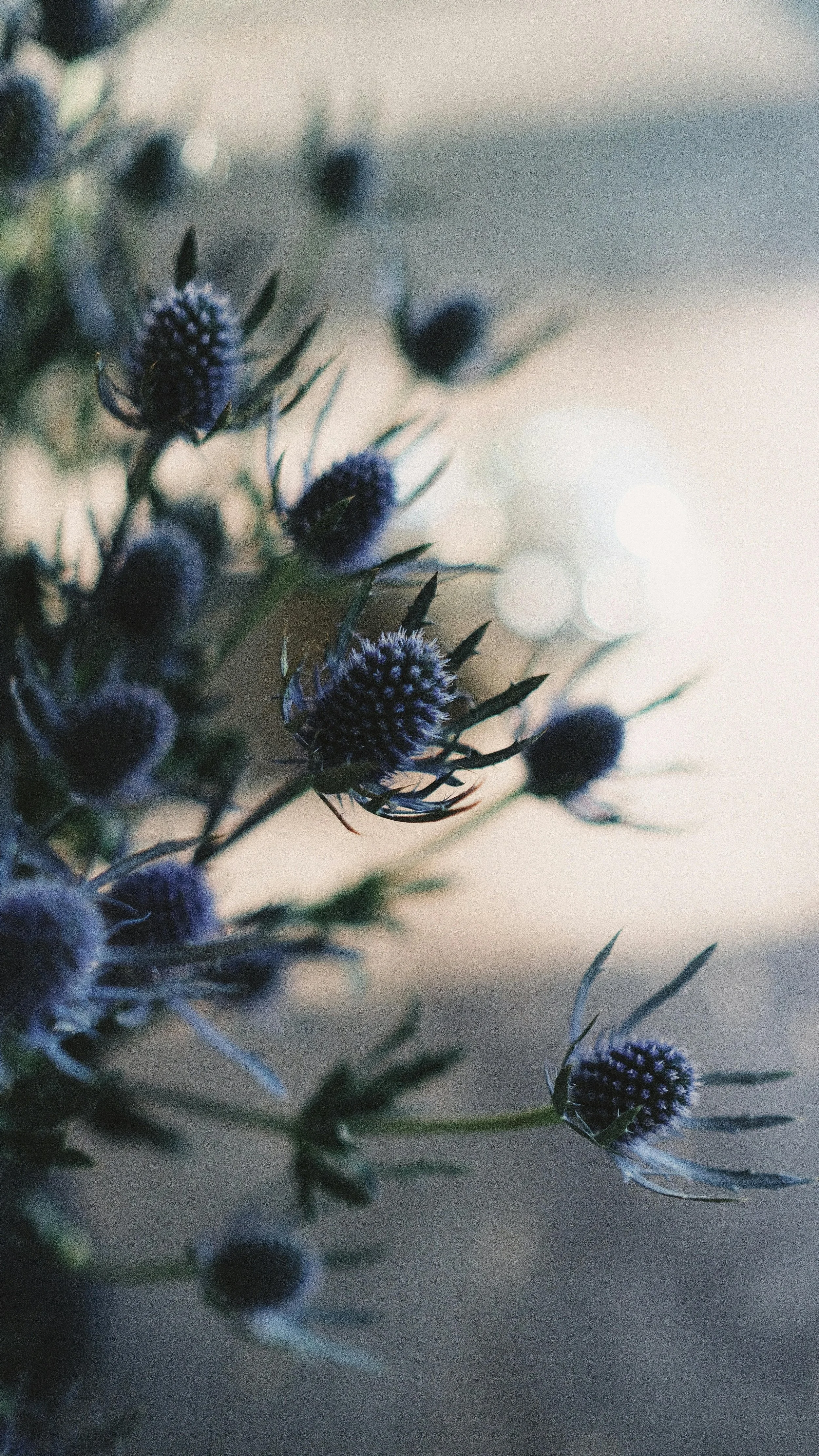 A desert plant in the sun and shade on Rachel Bernhard's website.
