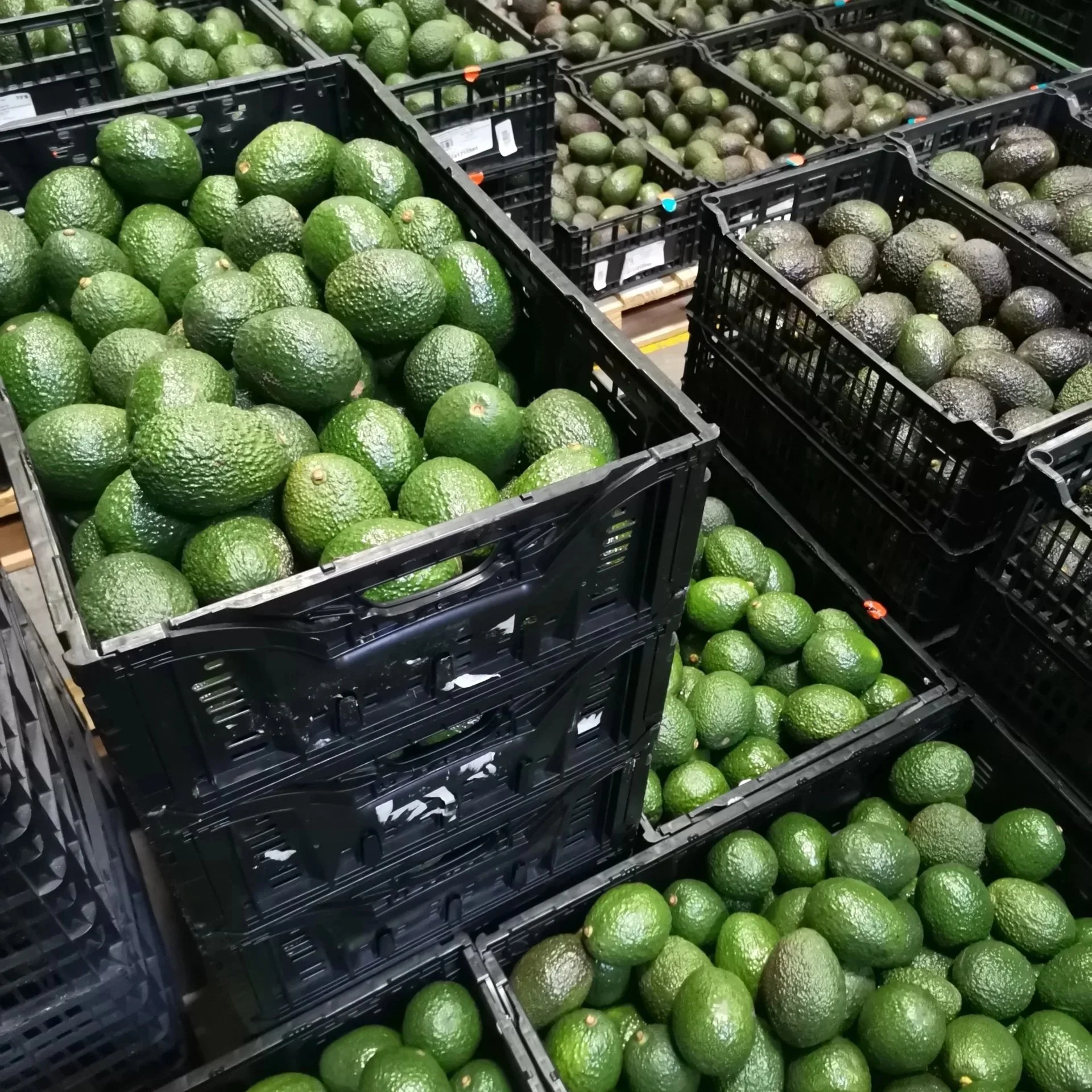 Fresh green avocados displayed in black plastic crates at a grocery store.