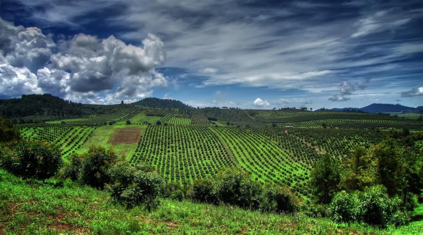 Lush green hilly vineyard landscape with rows of grapevines under a partly cloudy sky.