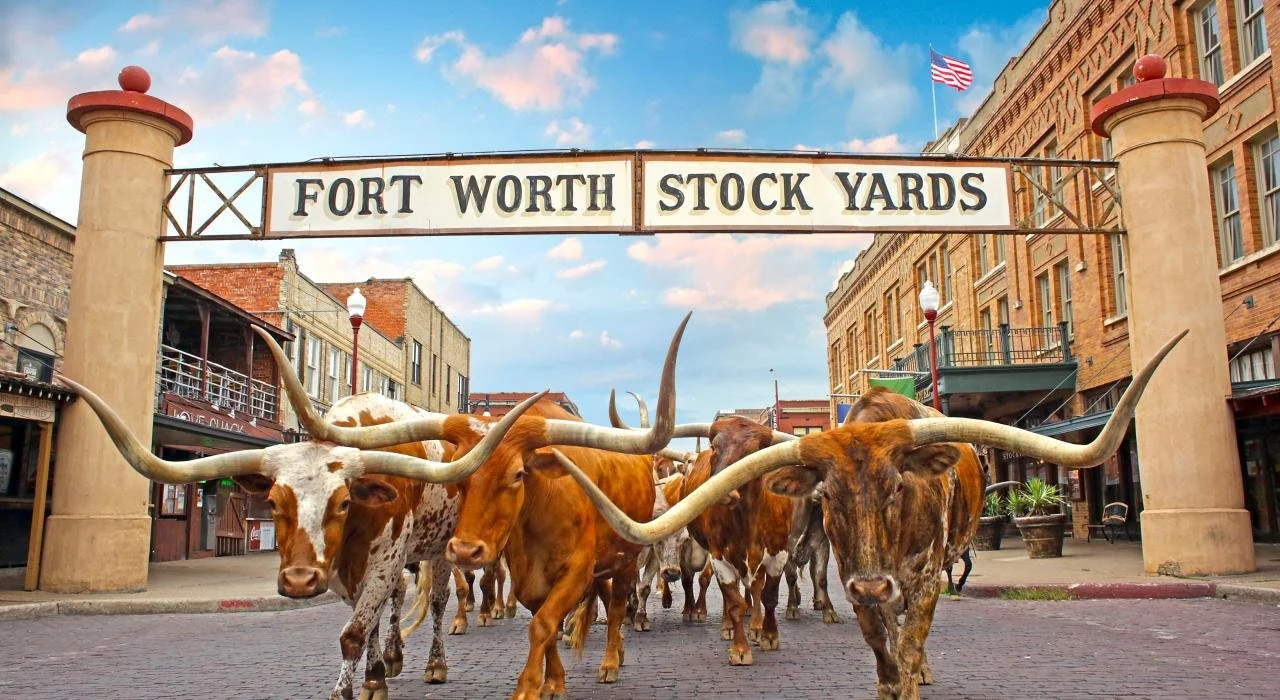 Longhorn cattle walking through the Fort Worth Stock Yards entrance with historic brick buildings on either side and a sign overhead.