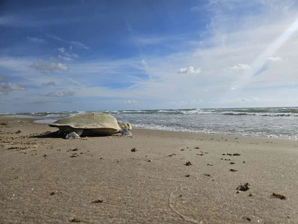 BADDIES IN THE BACKSEAT