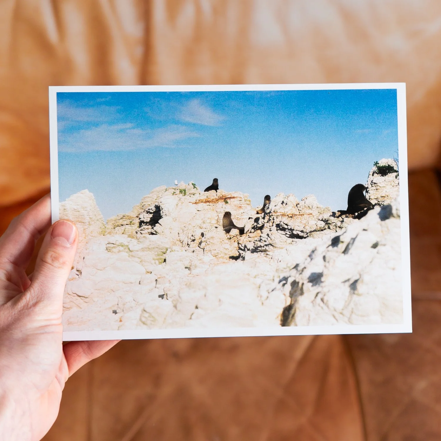 'Kaikoura locals' Film Photograph Print