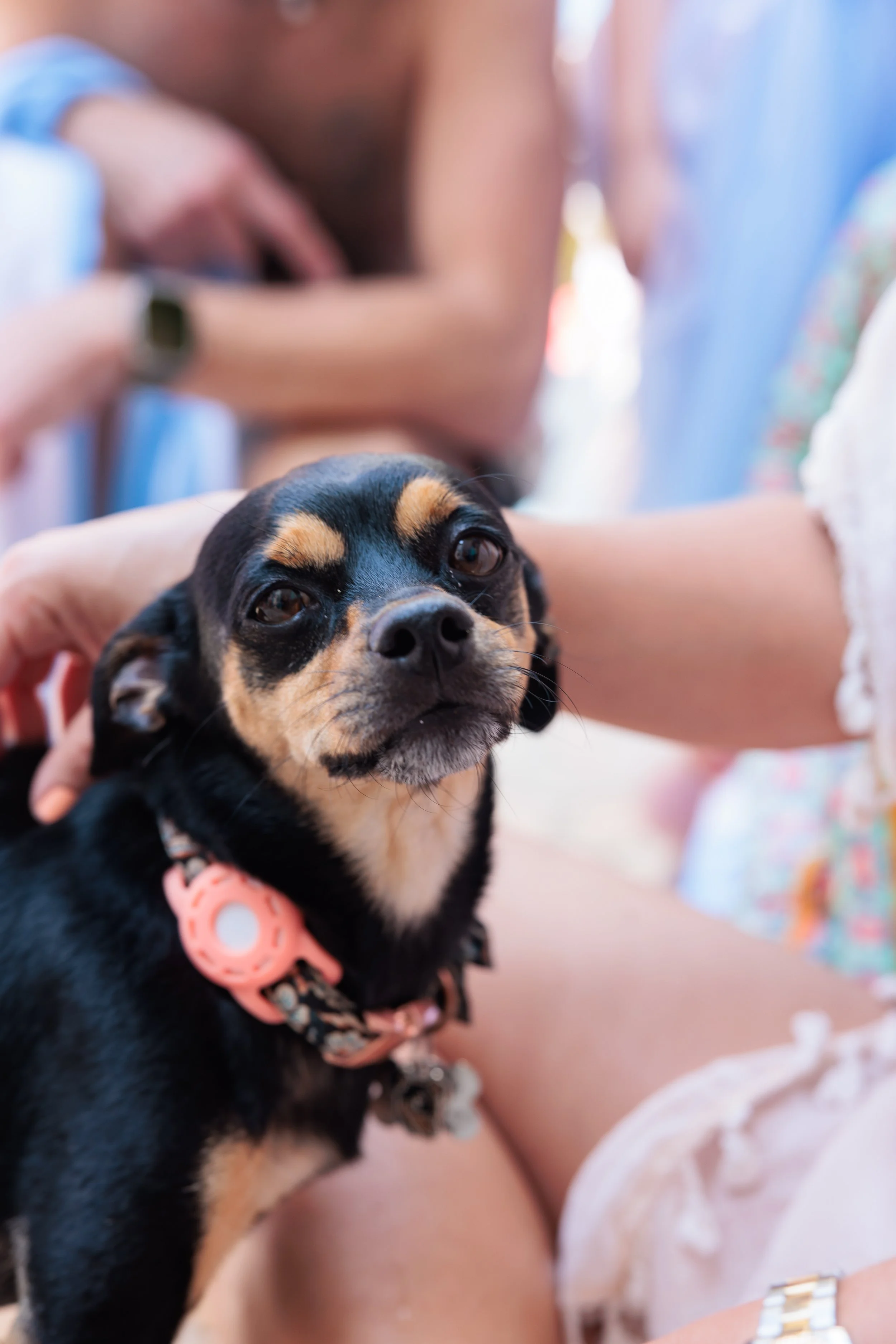 Close-up of a small black and tan dog with a pink collar, sitting on a person's lap with a blurred background of people.