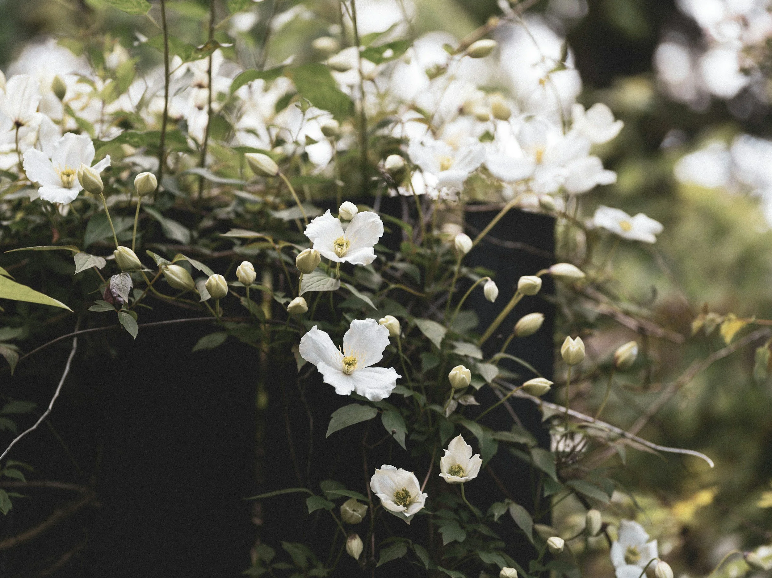 White flowers and buds growing on vines against a blurred background.