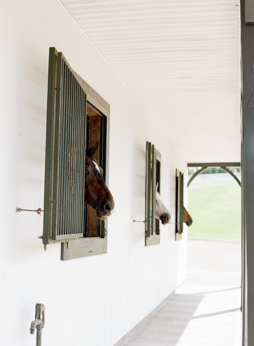 Three horses looking out of their stable windows at The Precipice farm.