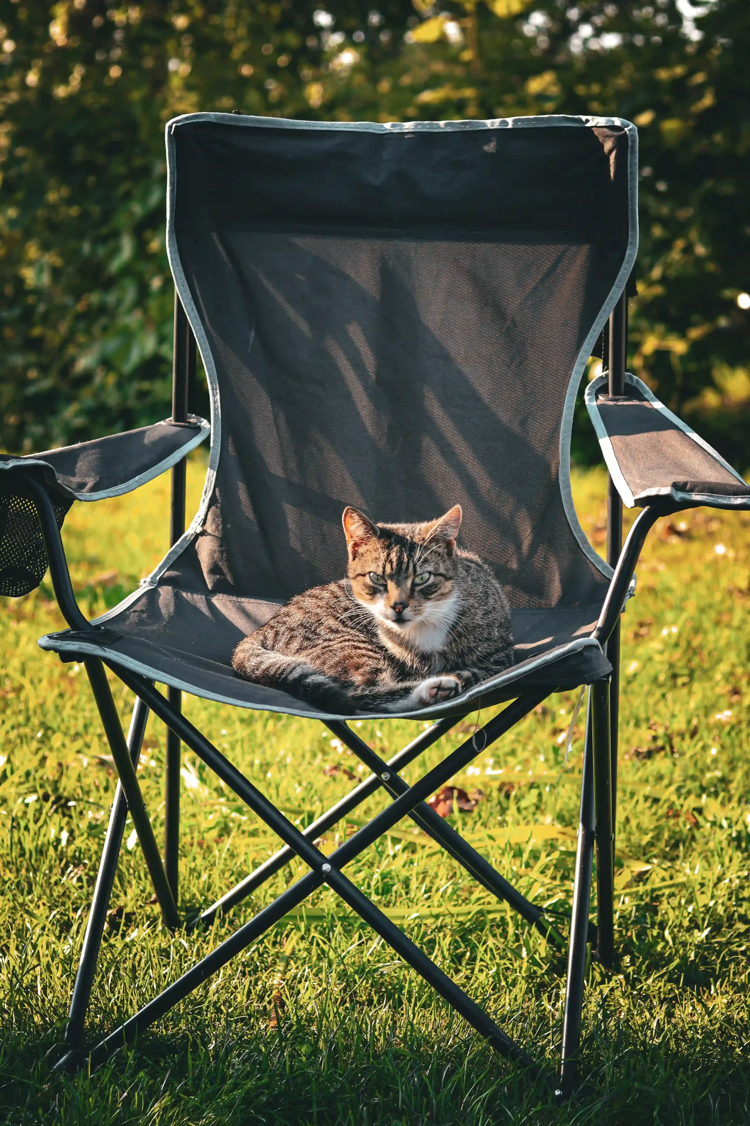 Tabby cat resting in a black camping chair on green grass