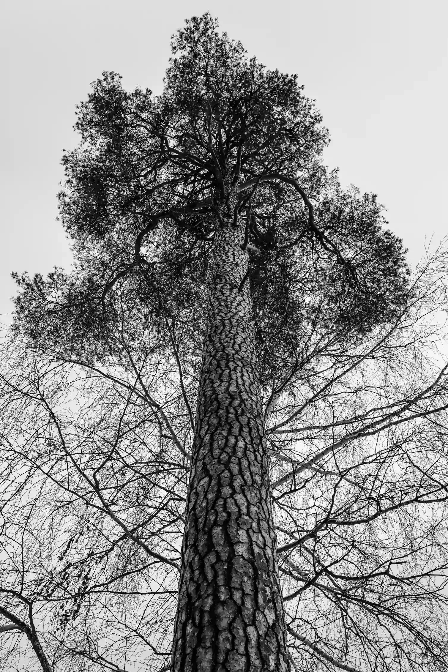 Black and white photo of a tall pine tree against an overcast sky