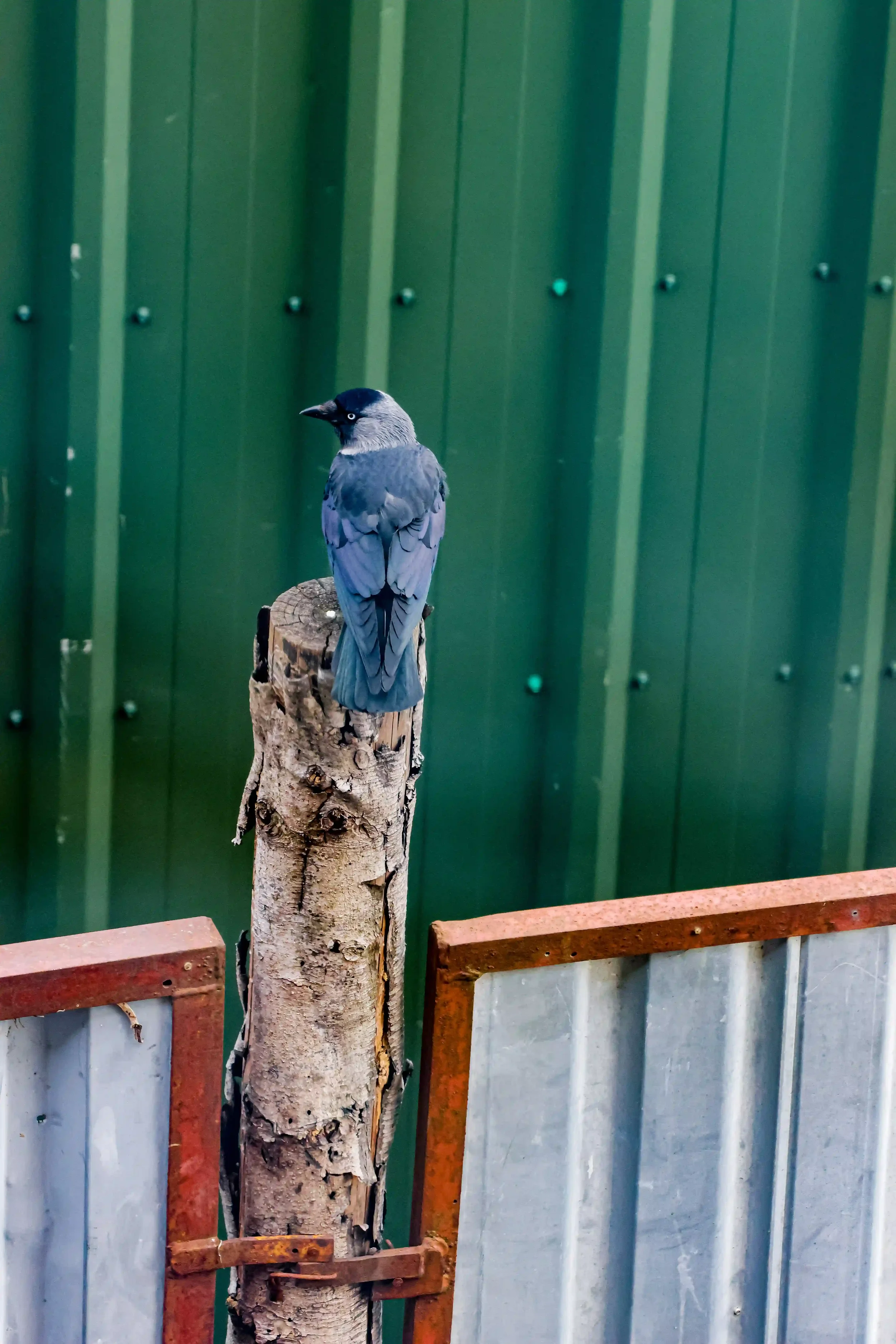 Jackdaw perched on a weathered wooden post against a green corrugated metal wall