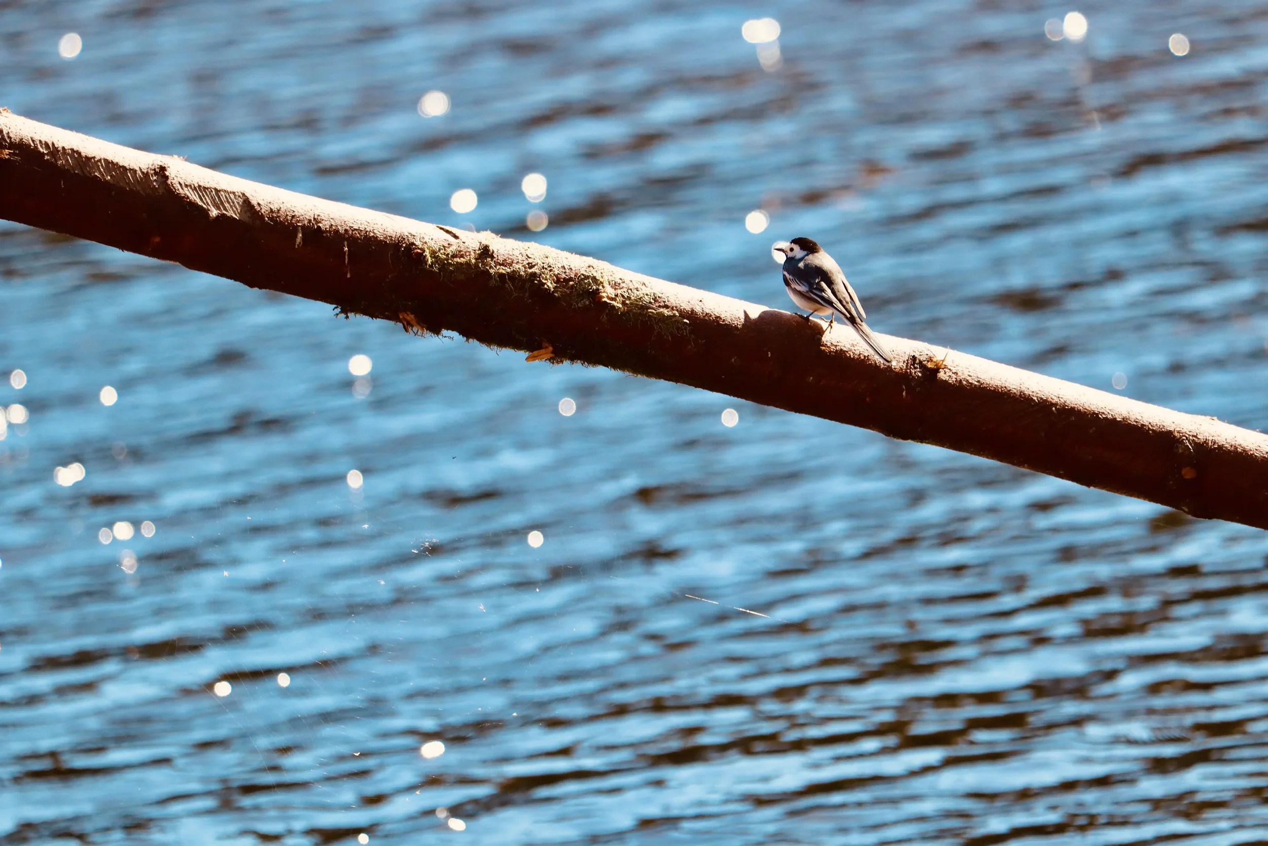 Pied wagtail perched on a mossy log above sunlit water