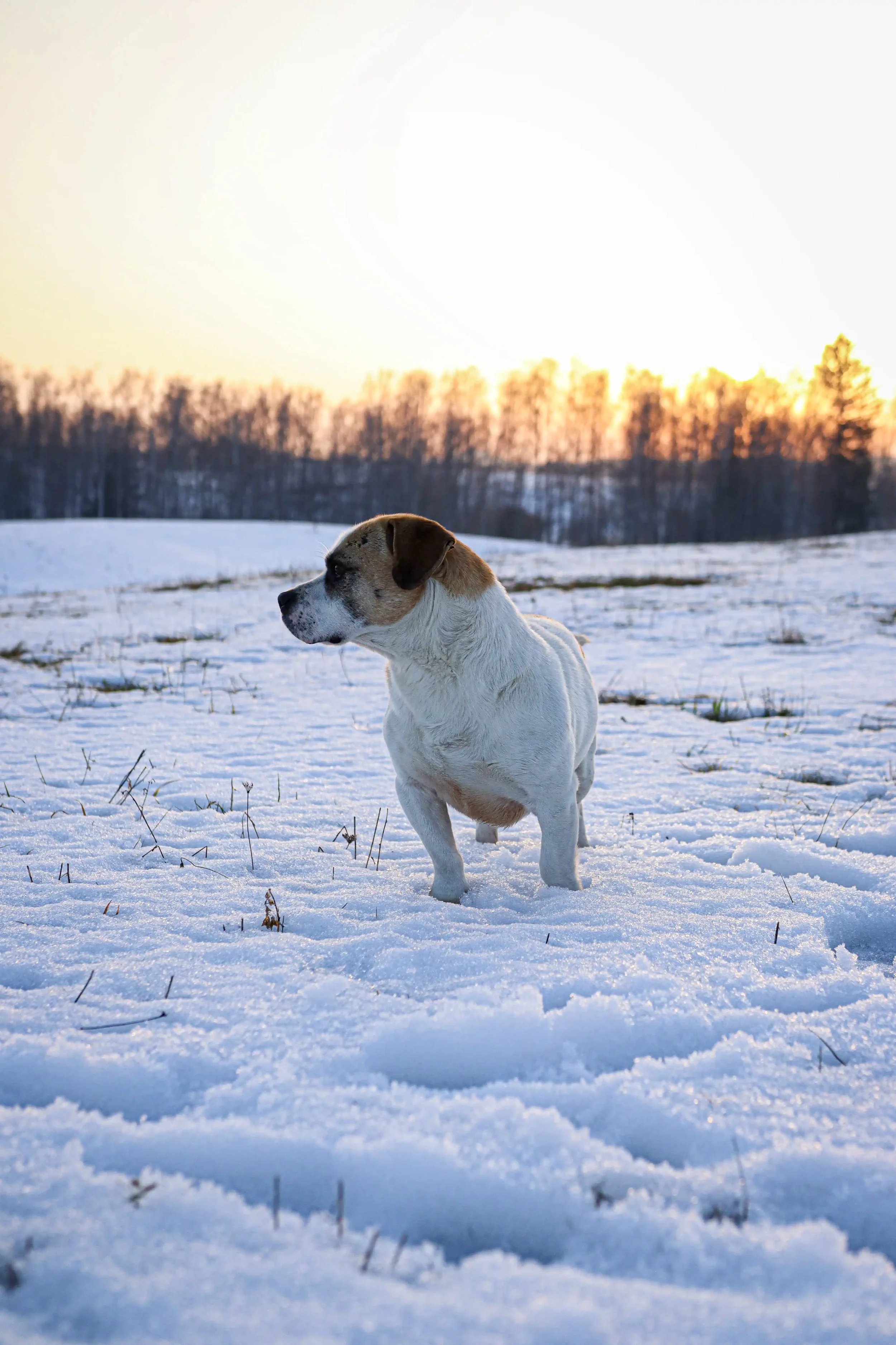White and brown dog standing in deep snow at sunset