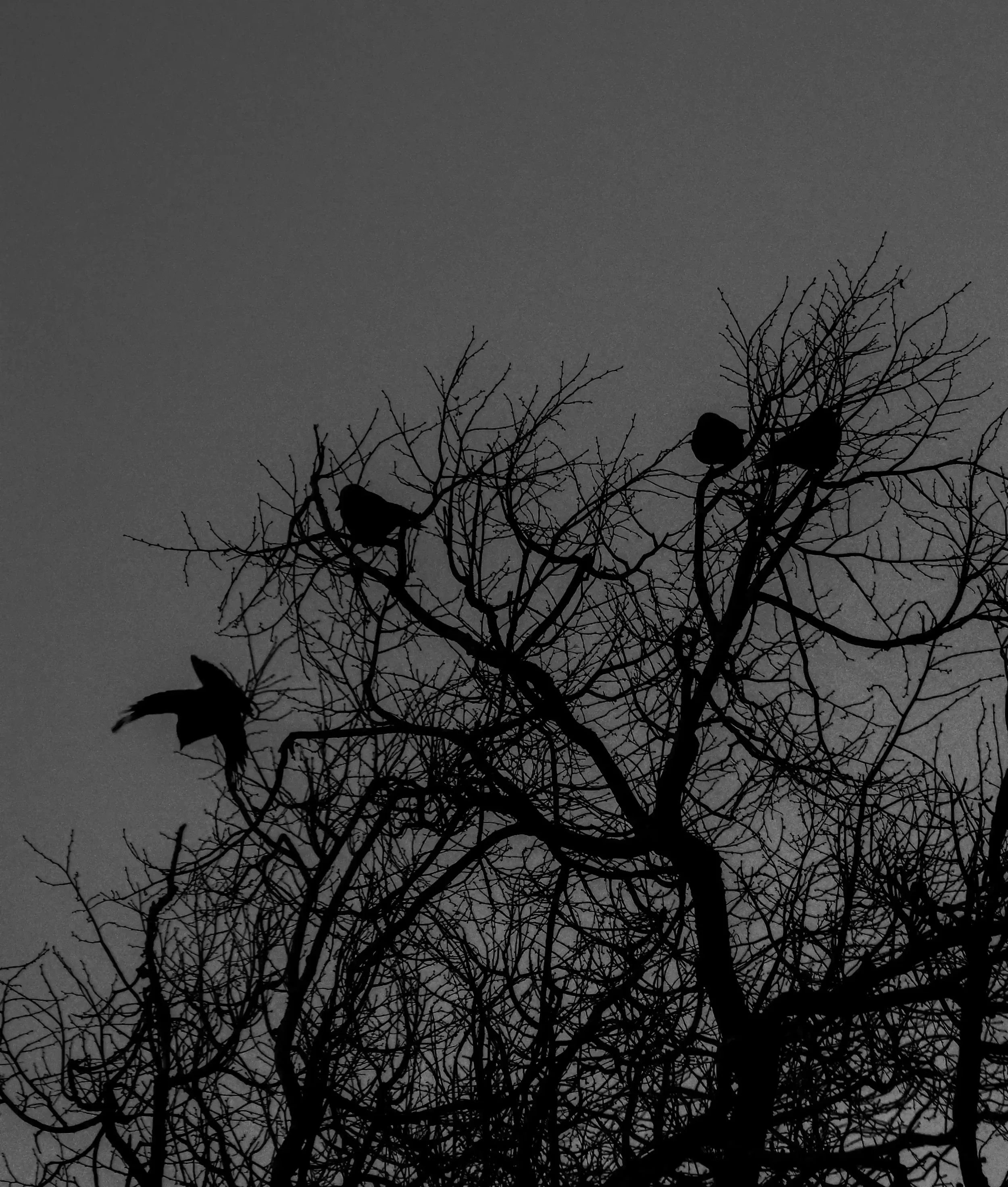 Black and white silhouette of crows perched on bare tree branches