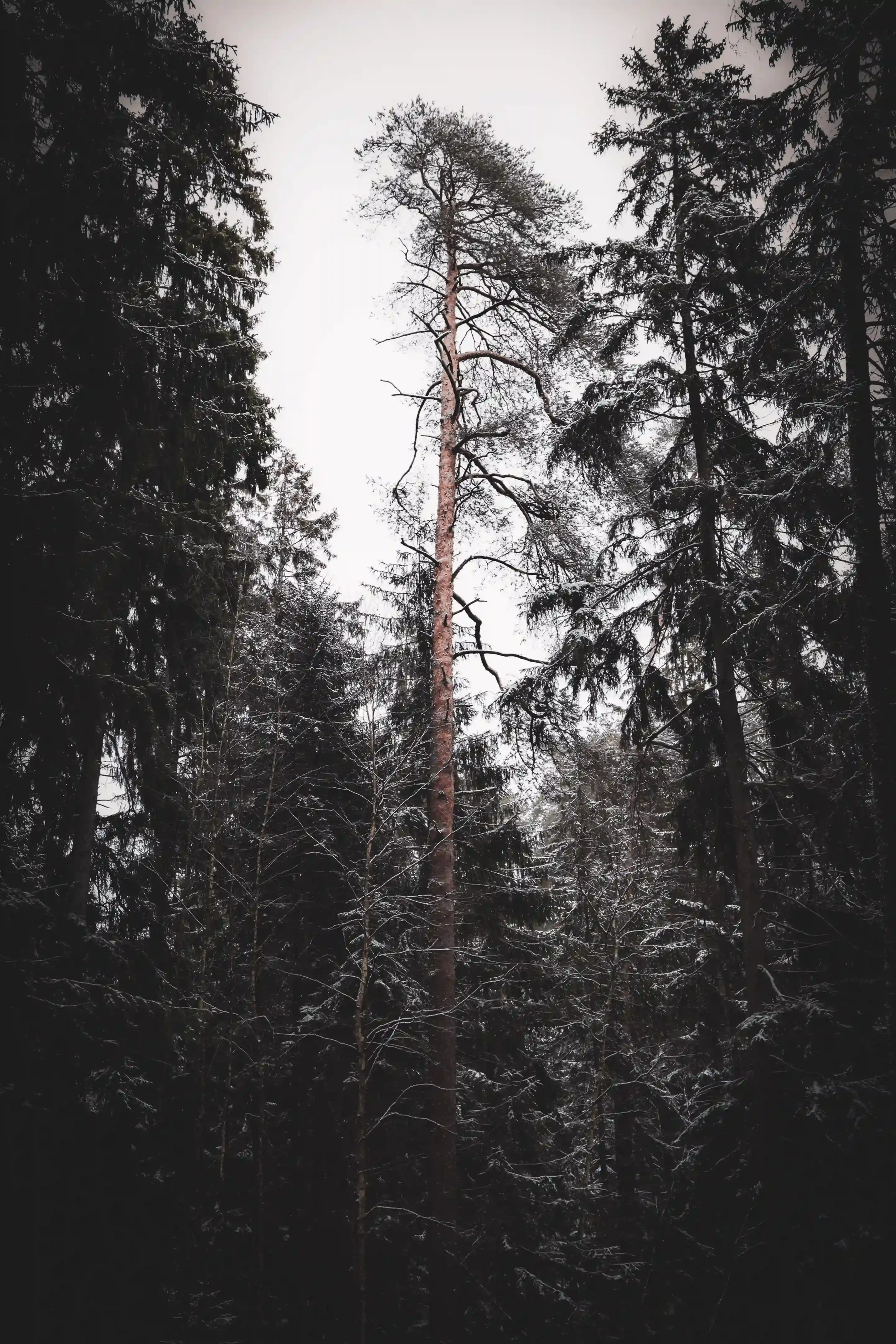 Tall pine tree rising above a snowy evergreen forest under an overcast sky