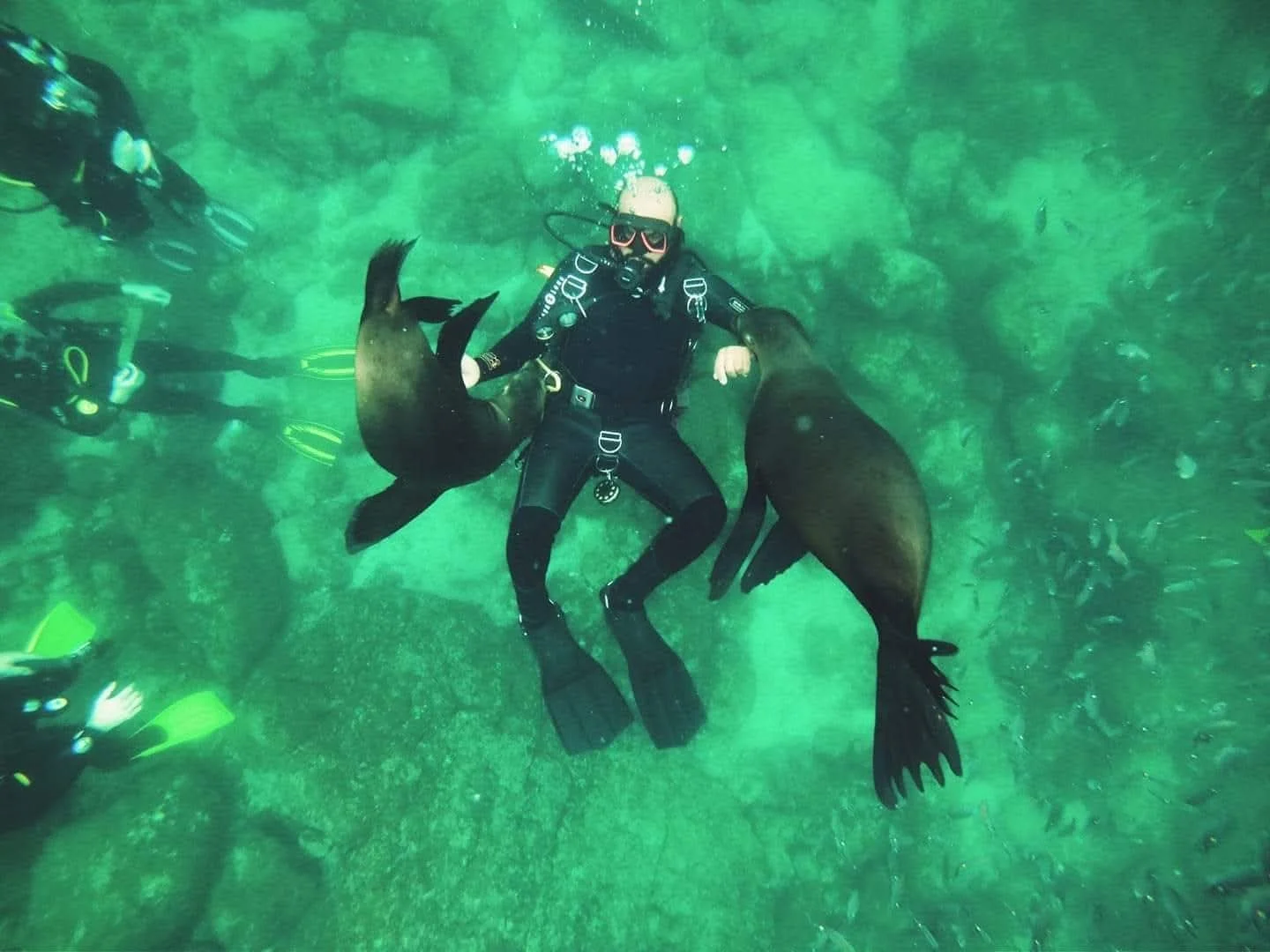 Persona practicando buceo en agua con tortugas marinas en un fondo de arrecife